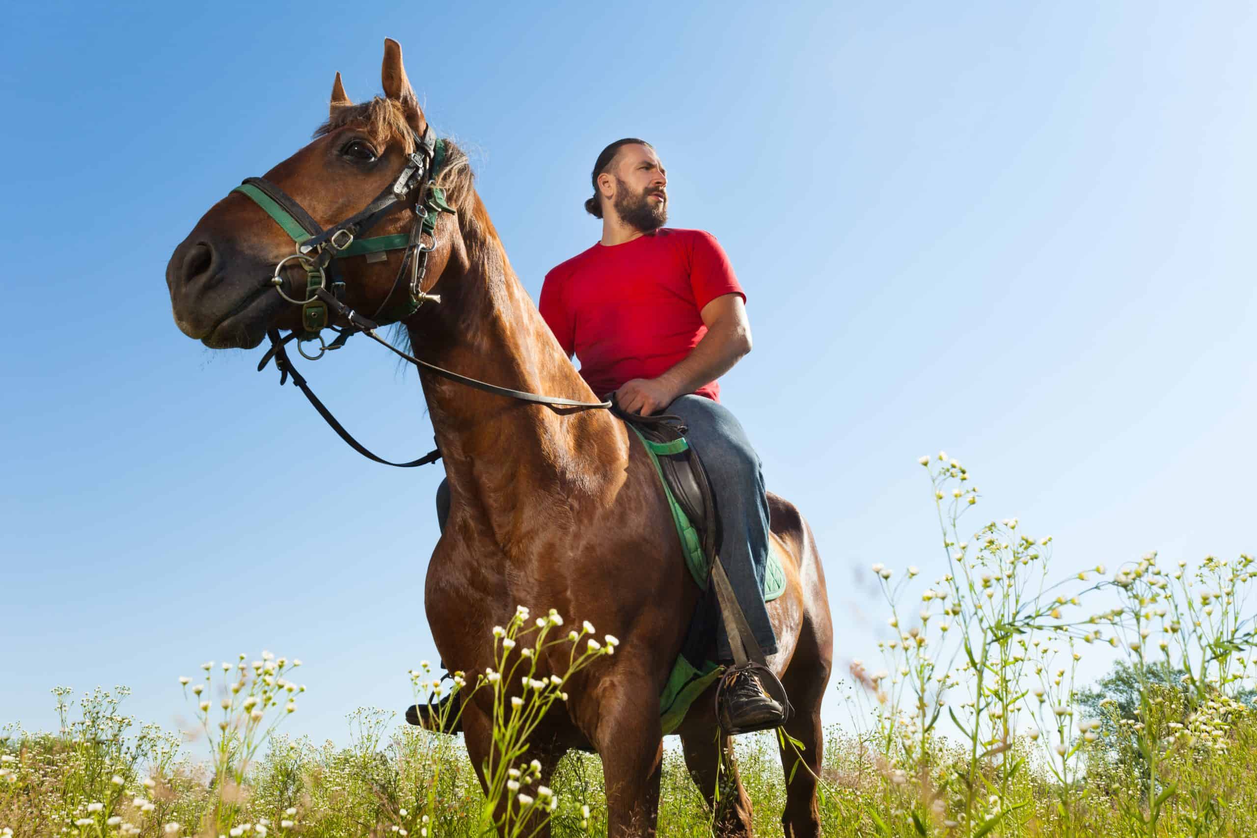 Portrait of horseback rider at the field in summer against blue sky