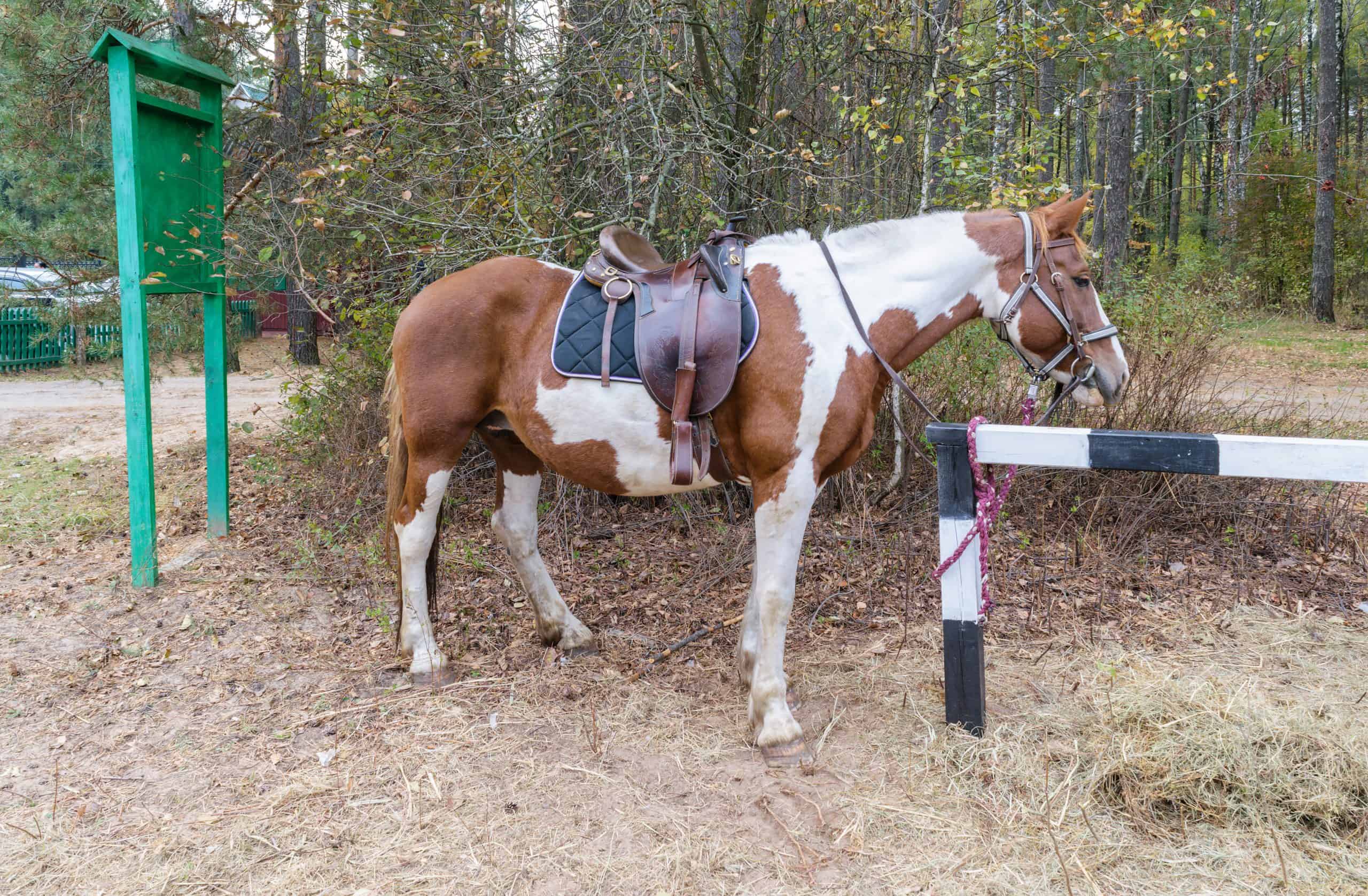 Red-white horse with a saddle and harness is on a leash