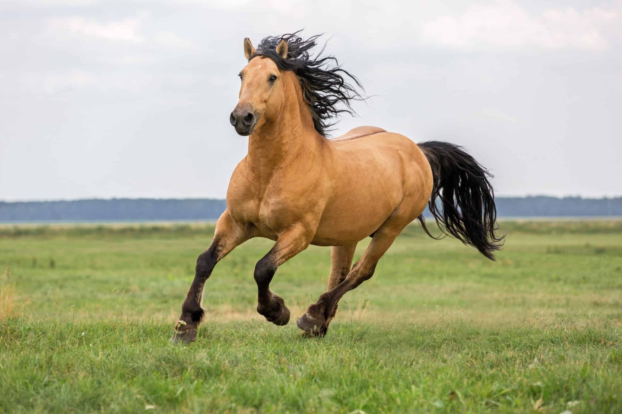 Horse running on a summer meadow.