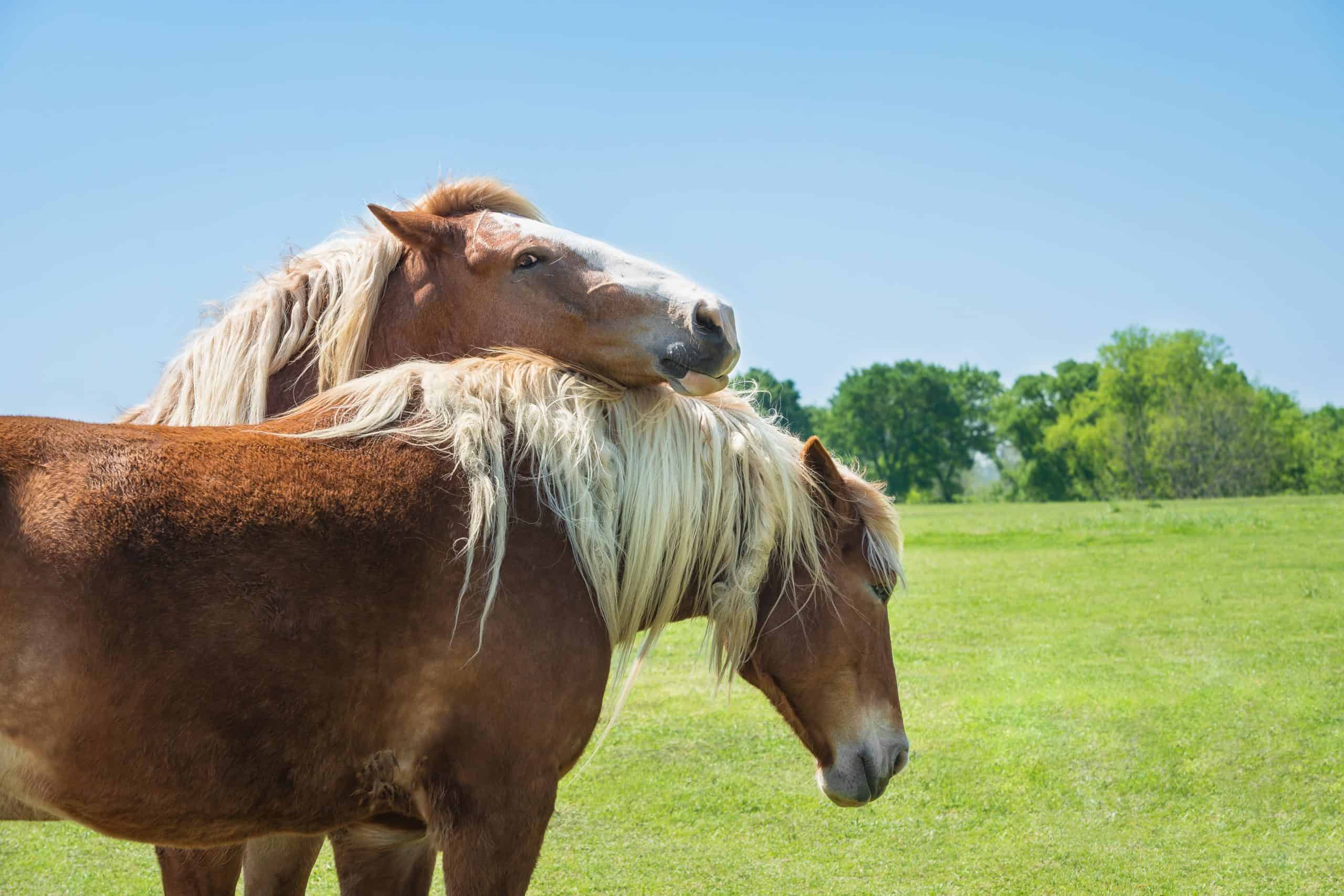 Two Belgian Draft Horses grooming each other in Texas spring. Green pasture and blue sky background with copy space.