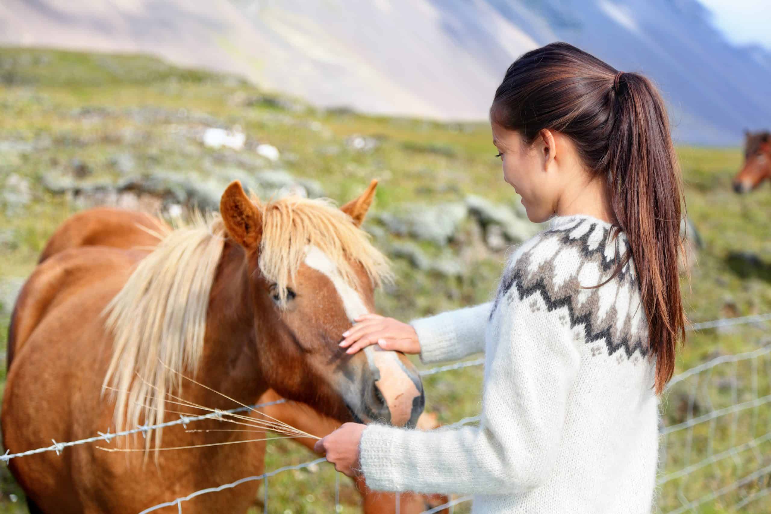 Icelandic horses - woman petting horse on Iceland. Girl in sweater going horseback riding smiling happy with horse in beautiful nature on Iceland.