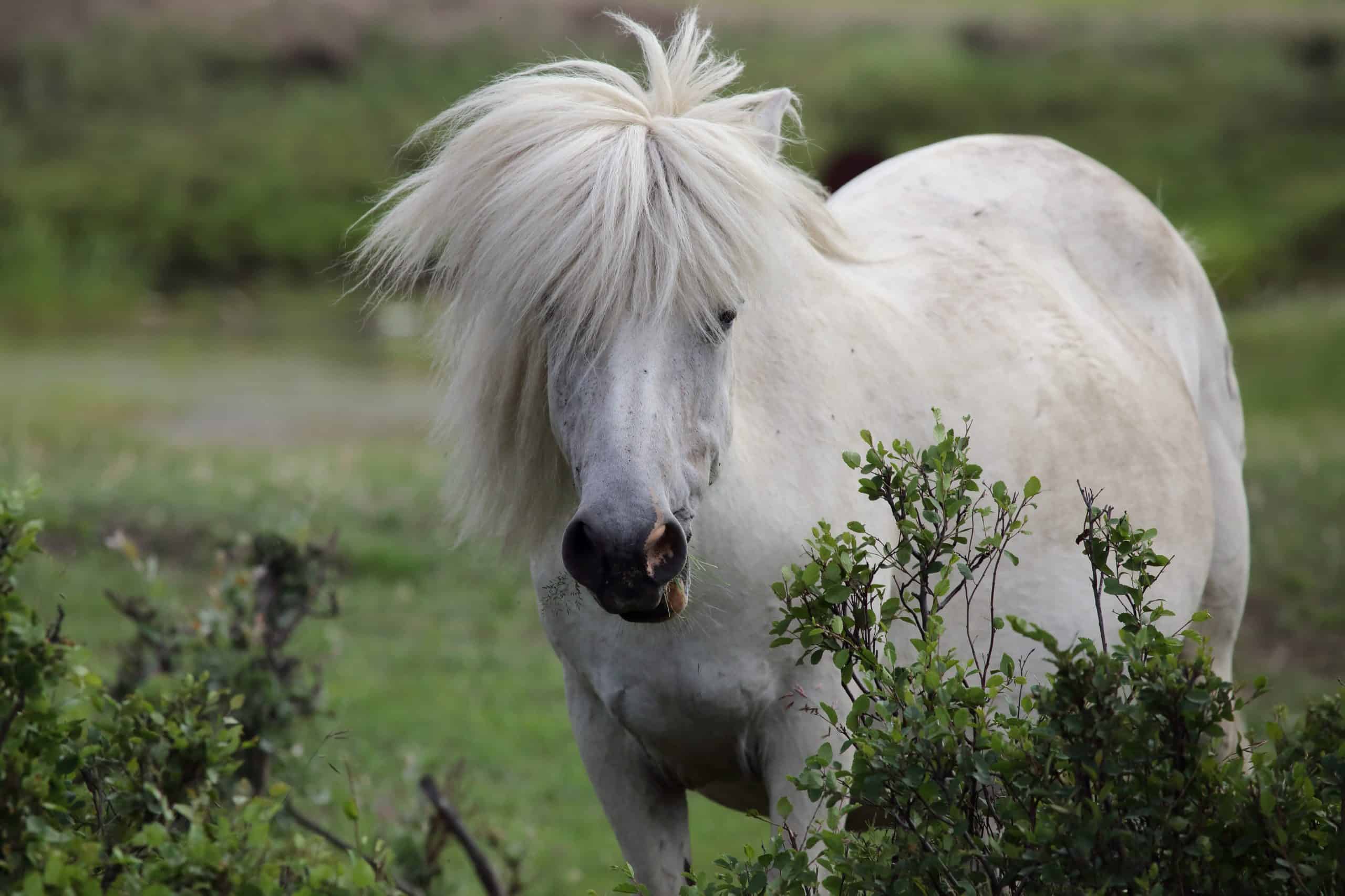 White Yakut horse. Yakutia. Russia.