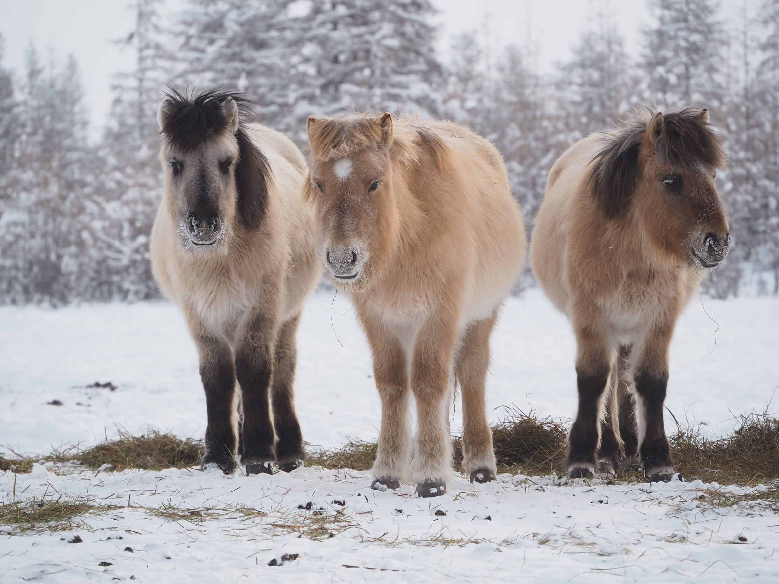 Сах животные