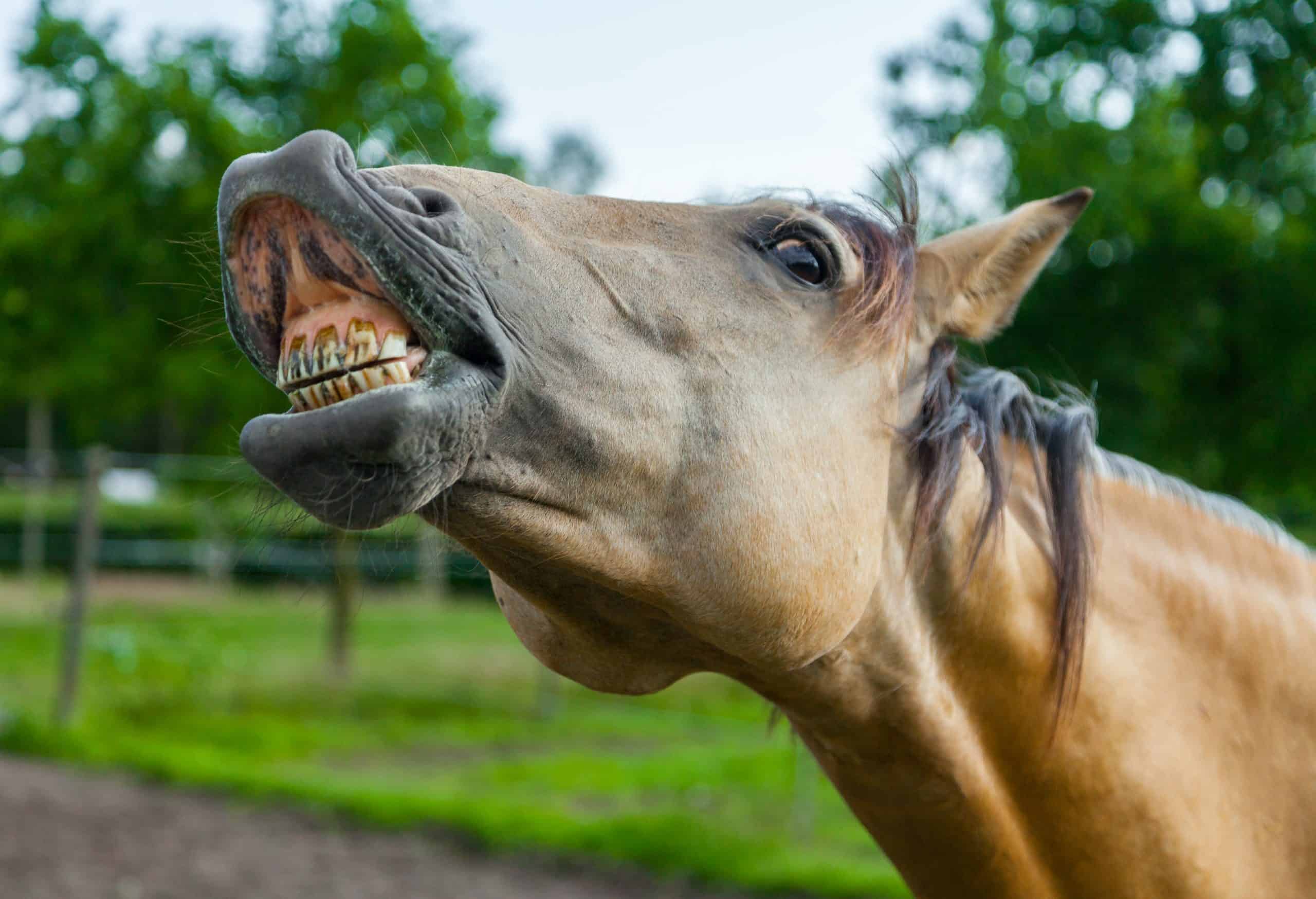 brown horse shows his teeth