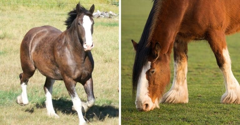 clydesdale facts