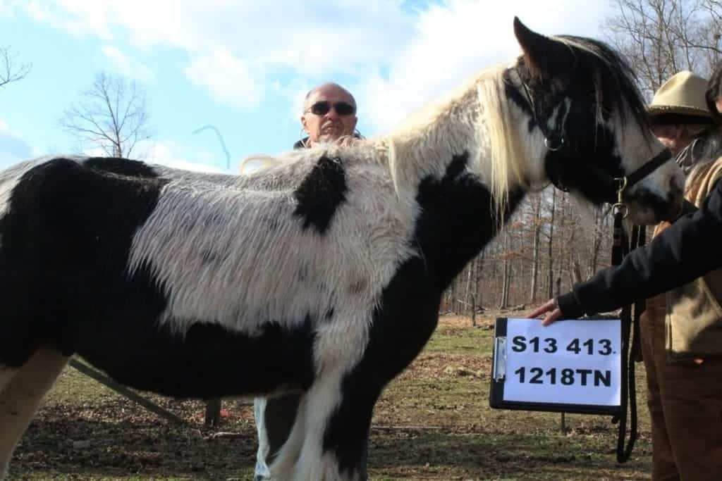 Rare Gypsy Vanner Rescued With Group Of Other Equines Who All Need Your