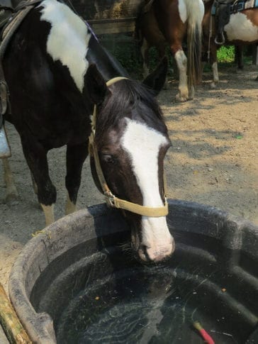 5 Ways To Give Your Horse Water In Freezing Temperatures