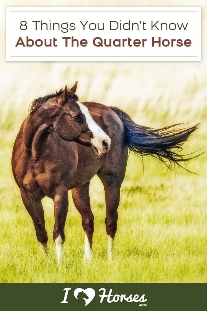 8 Fascinating Facts About The Quarter Horse