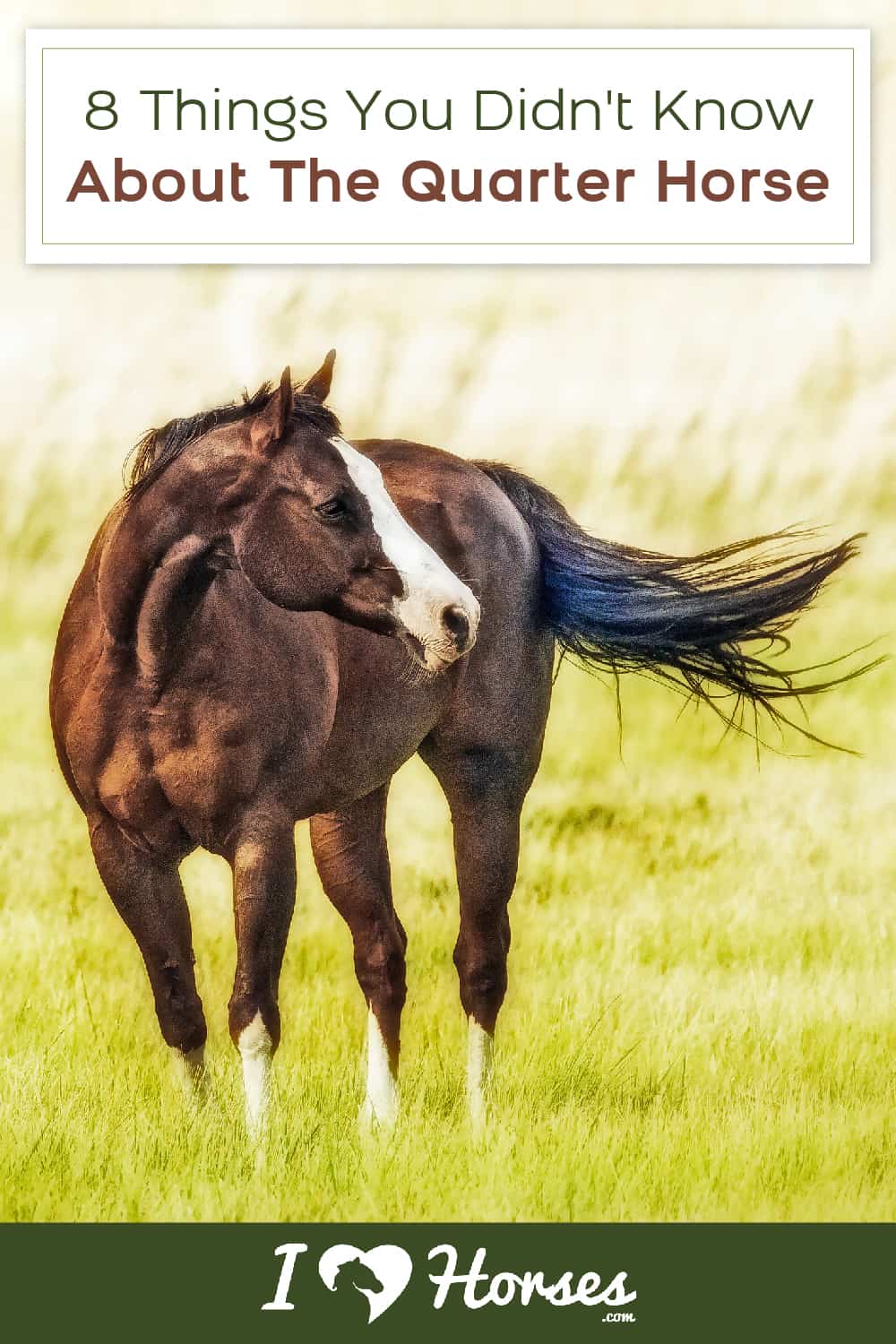 facts about the quarter horse