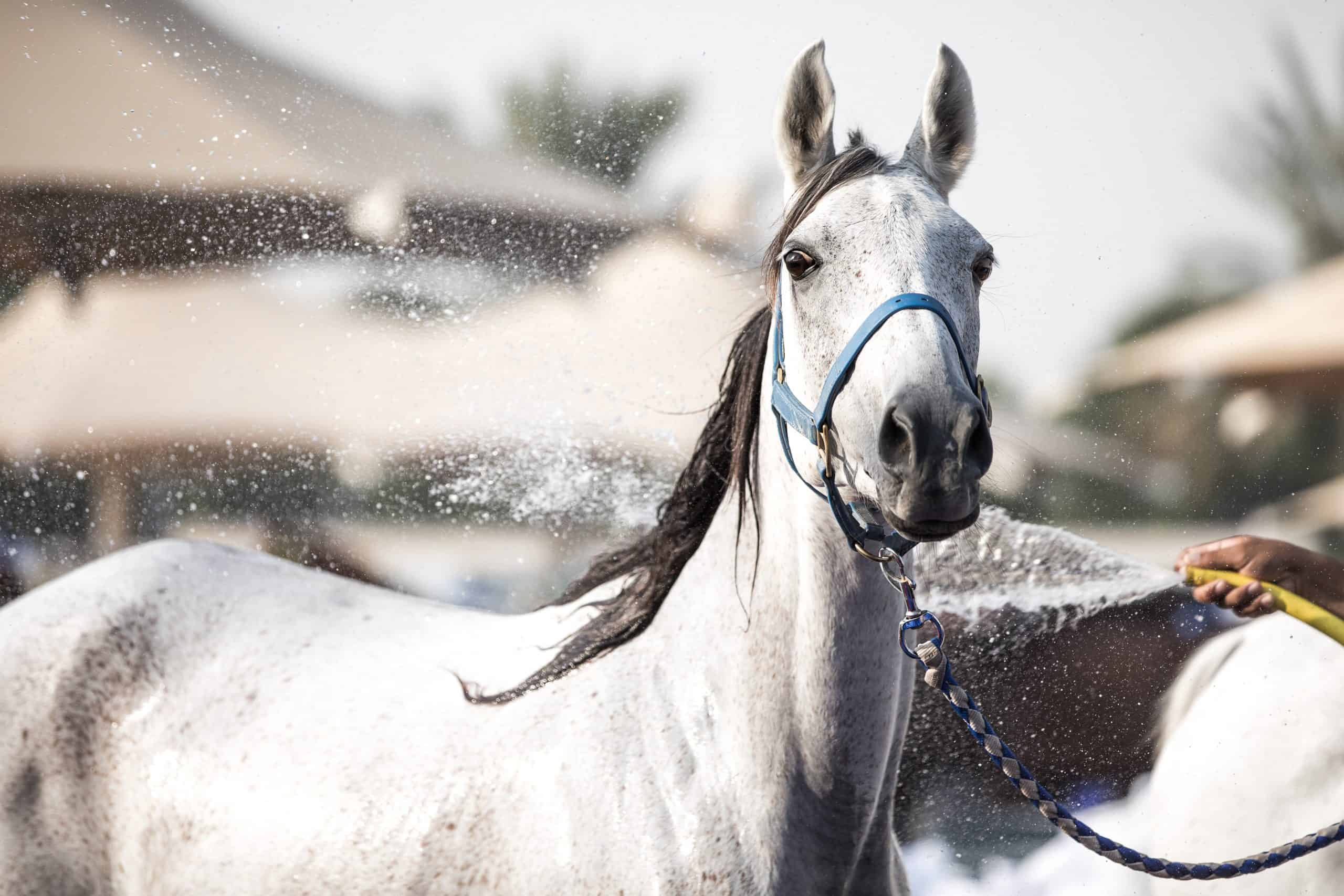 A relaxed Arabian horse enjoying a refreshing shower on a sunny day. Dubai, UAE.