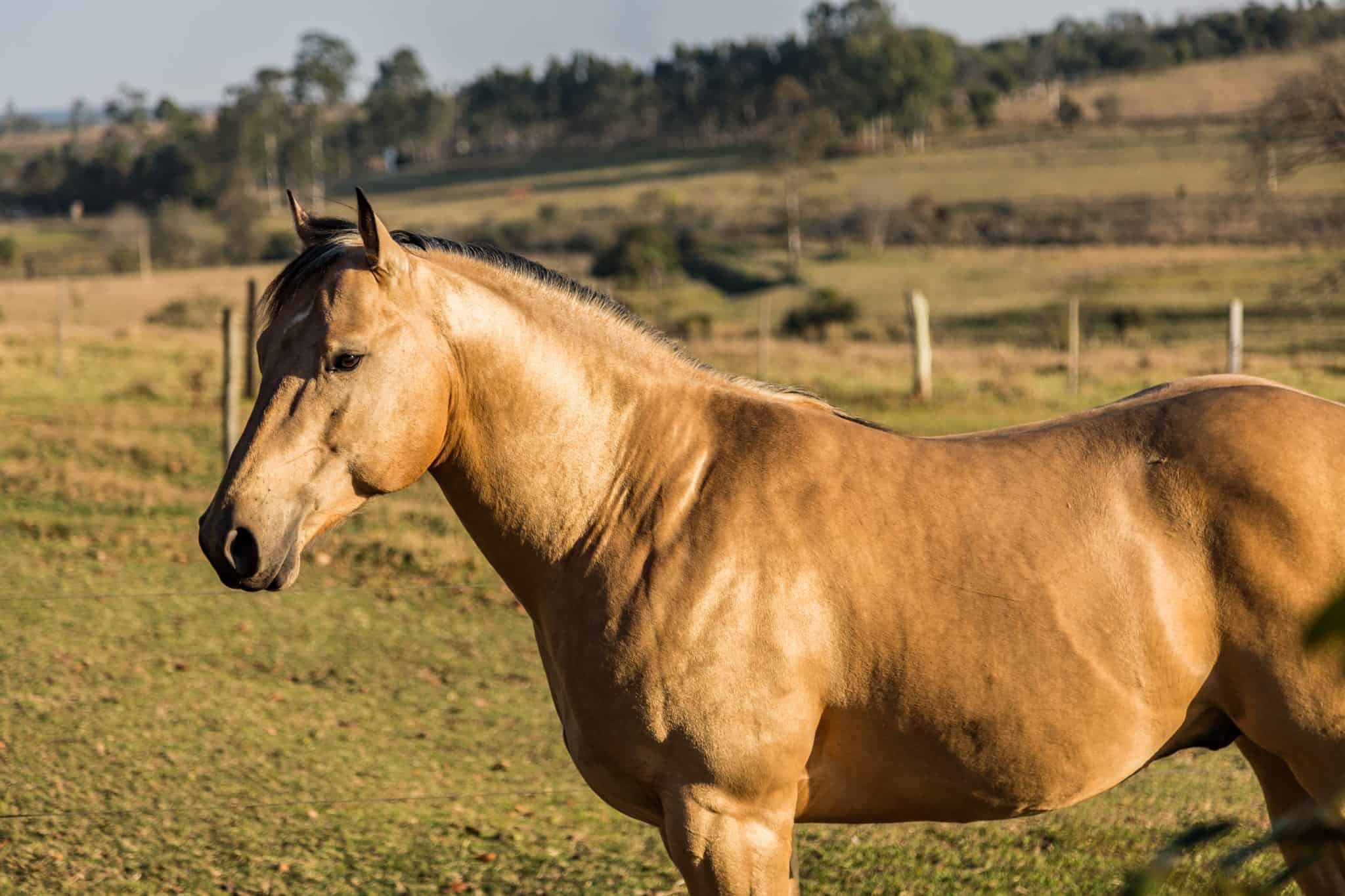 8 Fascinating Facts About The Quarter Horse