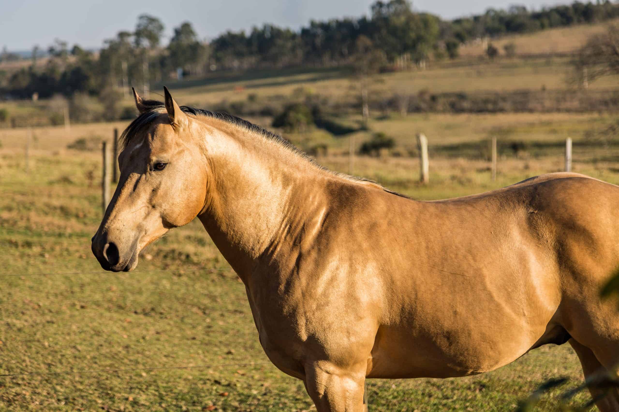 Quarter Horse buckskin Stallion