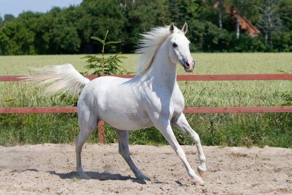 8 Things You May Not Have Known About Arabian Horses