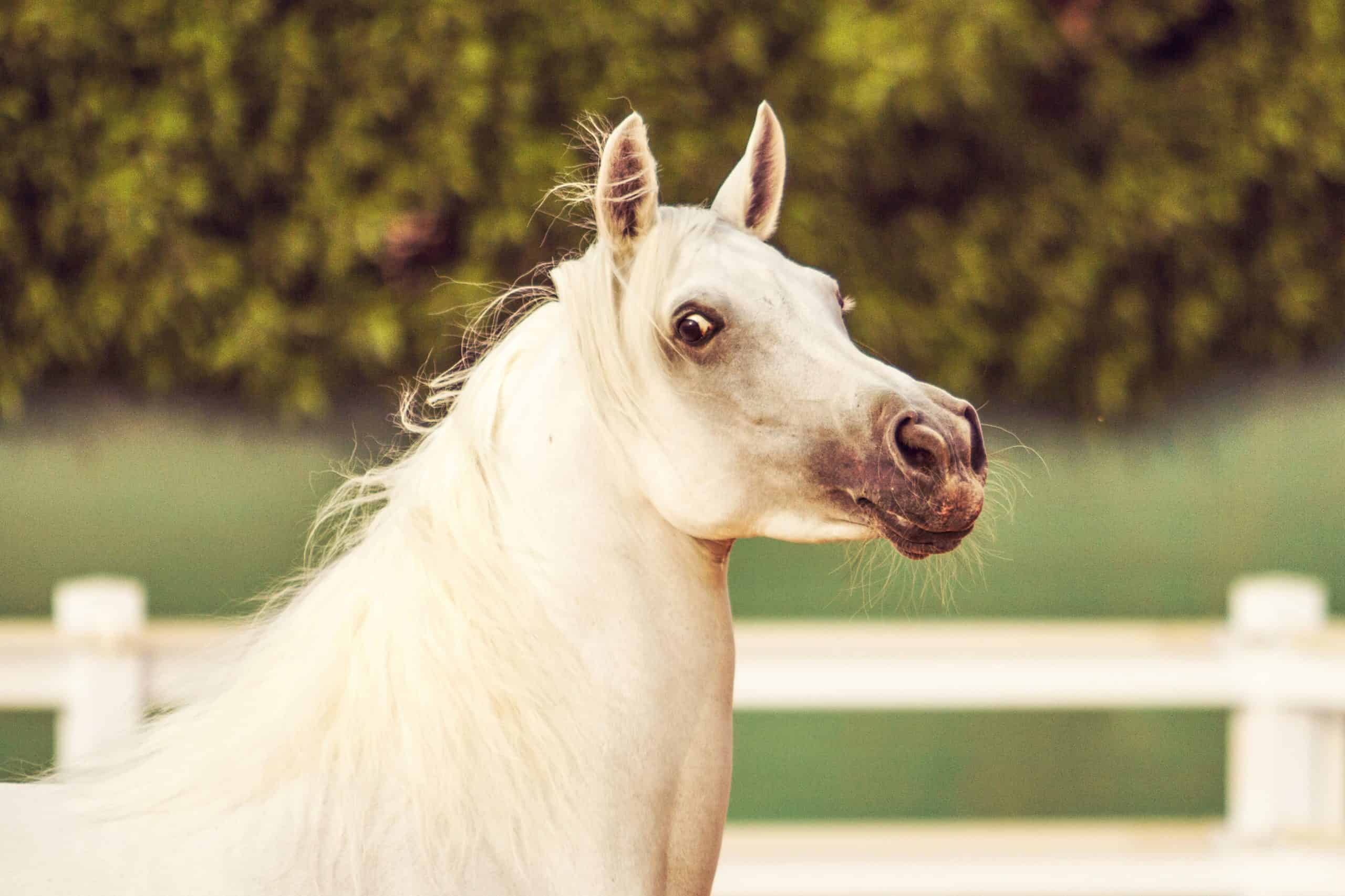 arabian horse