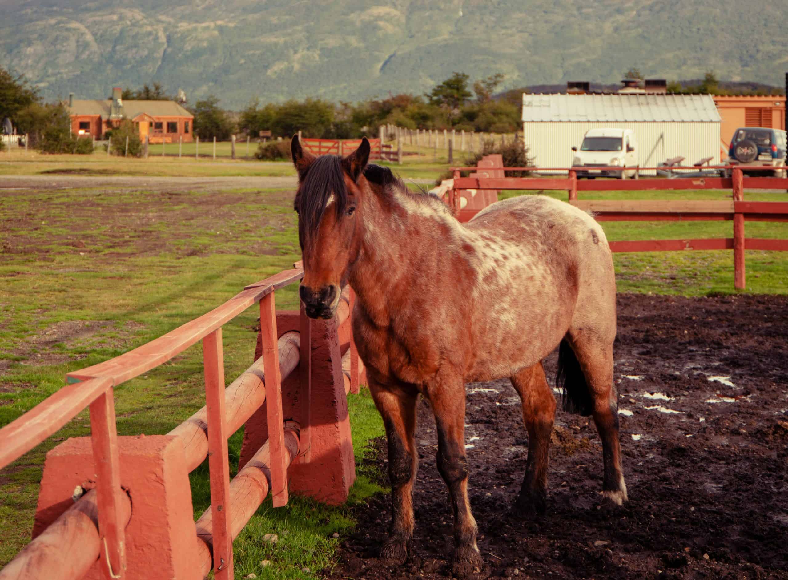 Horse in stable in Chile