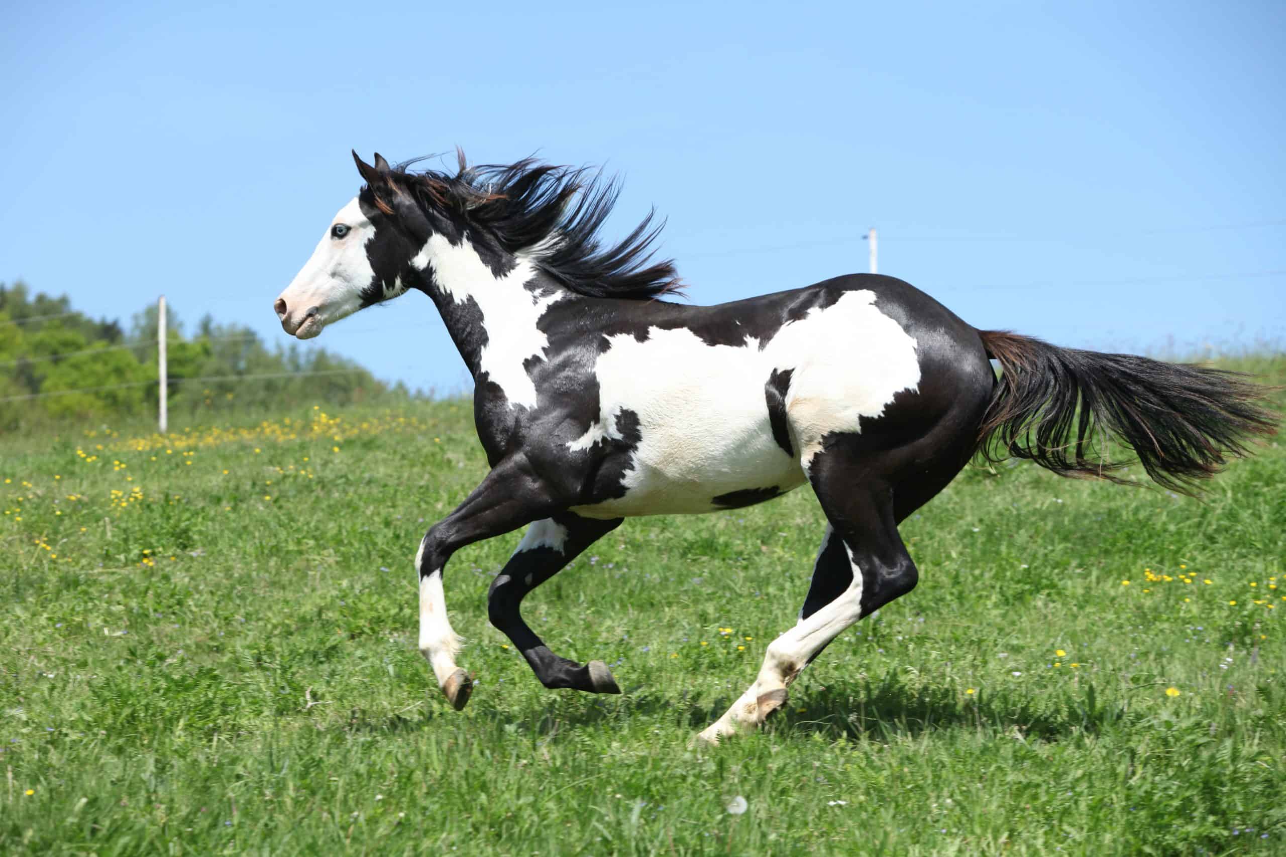 black and white paint horses