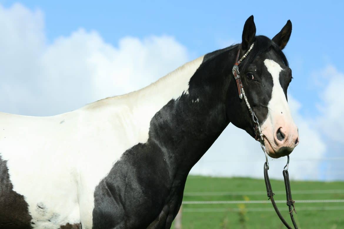 American Paint Horse Facts You Might Not Have Known