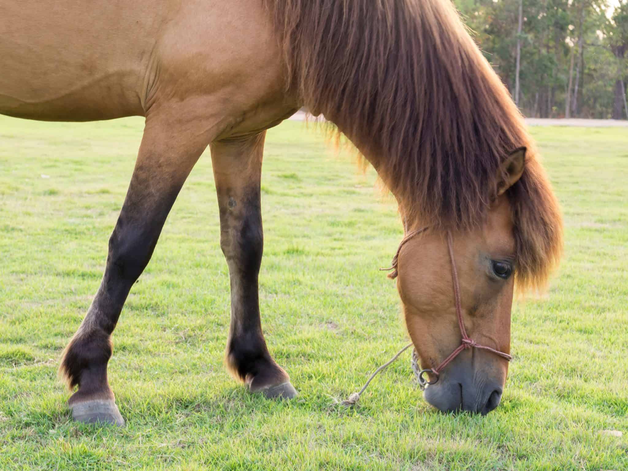 8 Fascinating Facts About The Quarter Horse