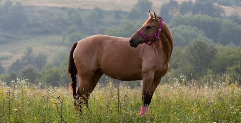 Brown quarter horse standing on meadow with pink harness, mountains in the background