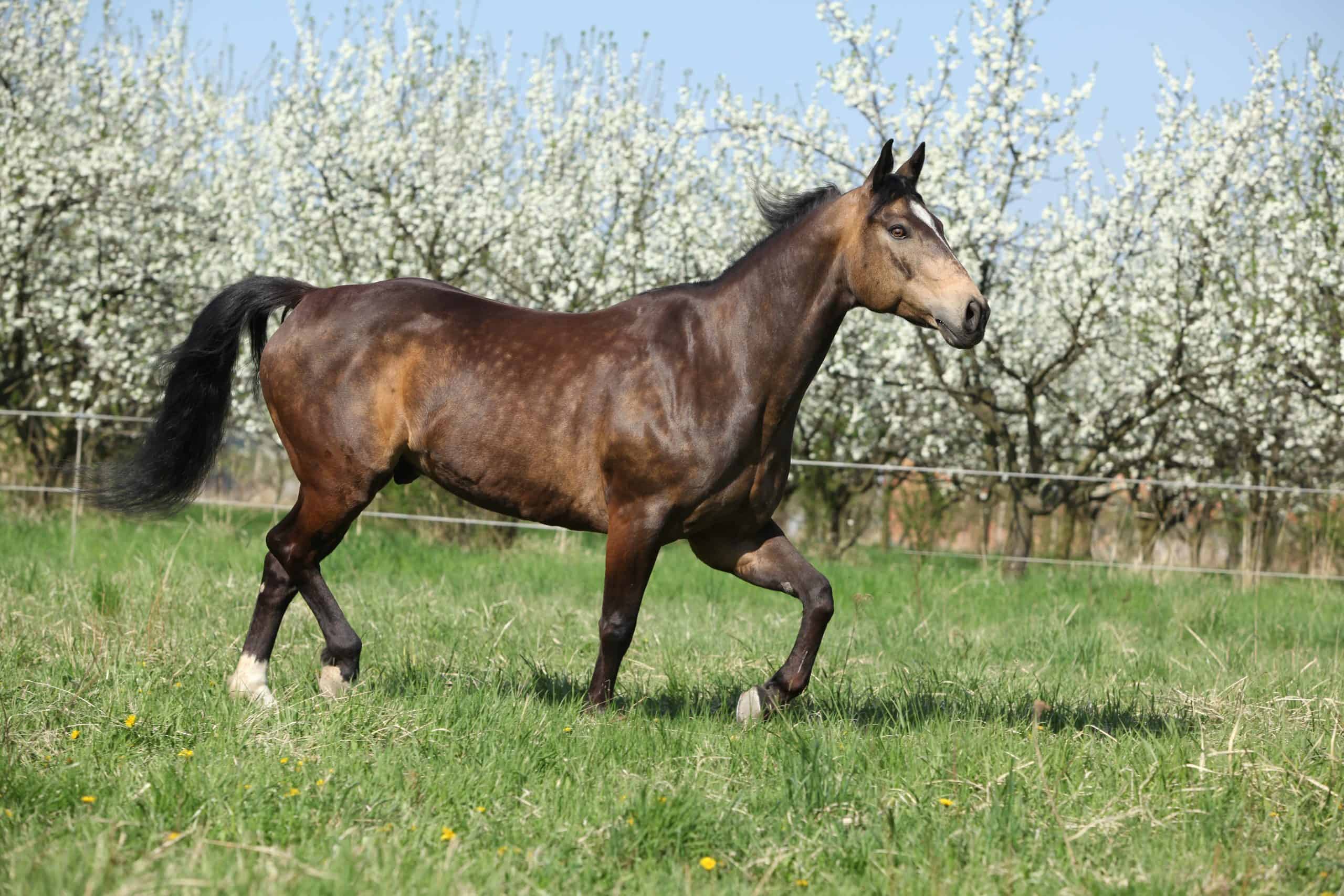 Quarter horse running in front of flowering plum trees on green pasturage