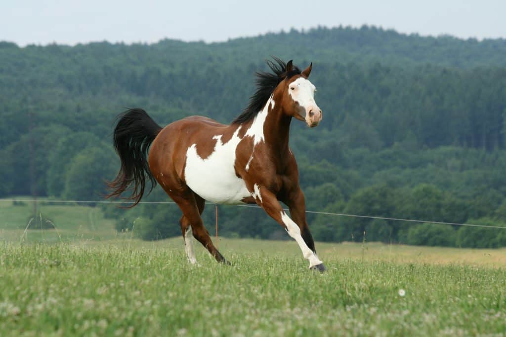 American Paint Horse Facts You Might Not Have Known