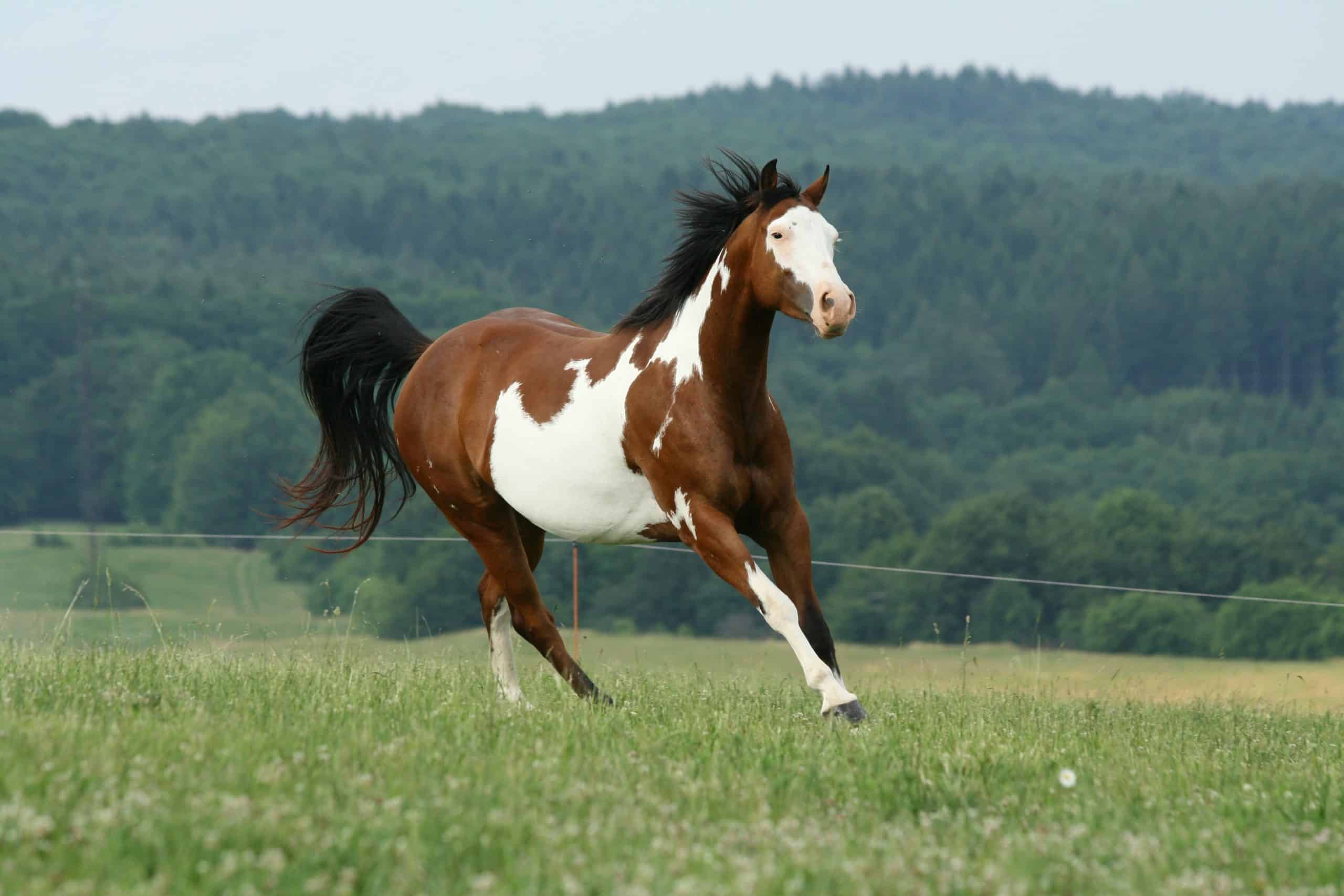 Running paint horse mare