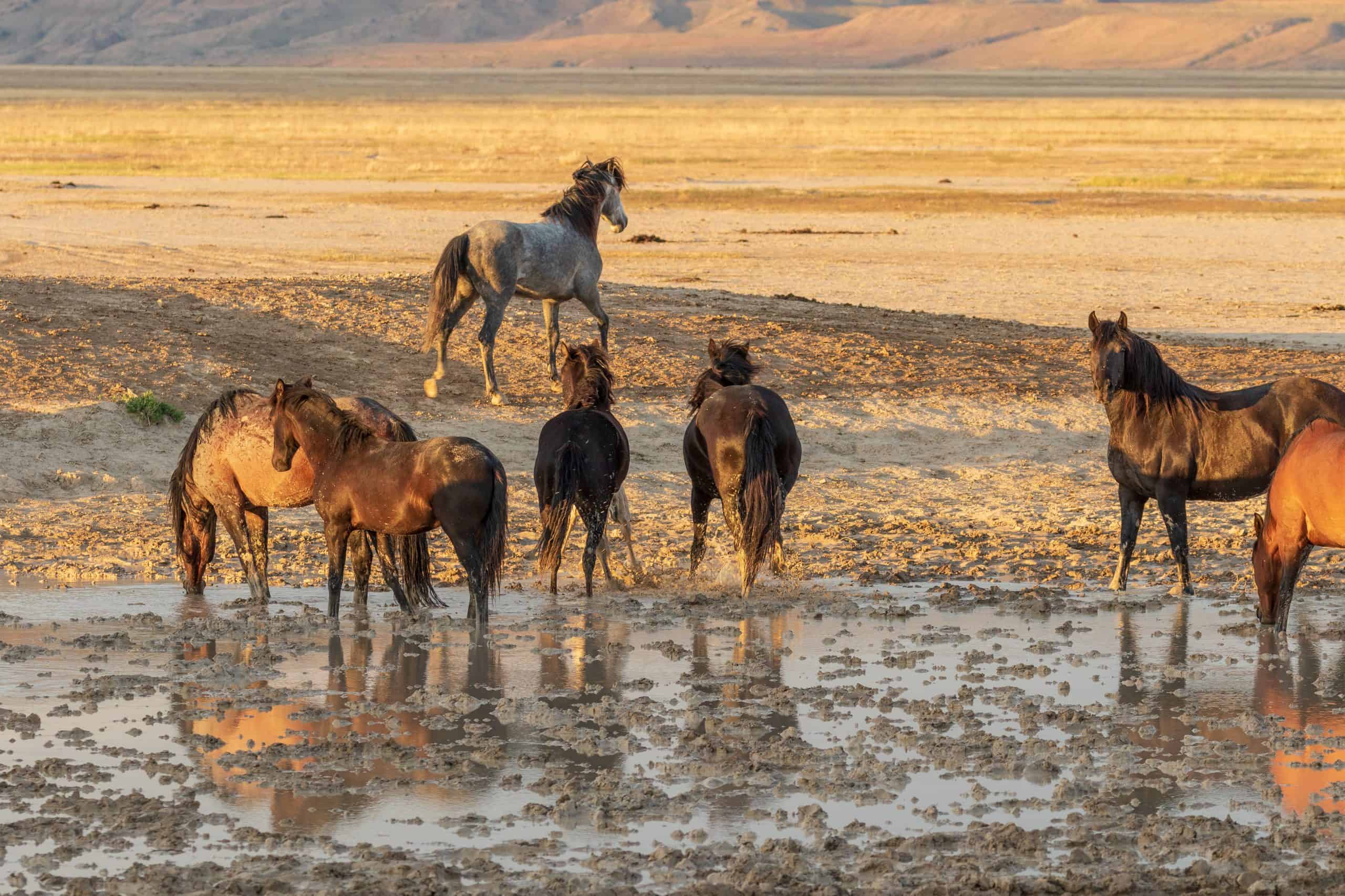 a herd of wild horses at a waterhole in the Utah desert