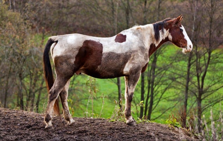 Wild horse with muddy fur in nature surrounding