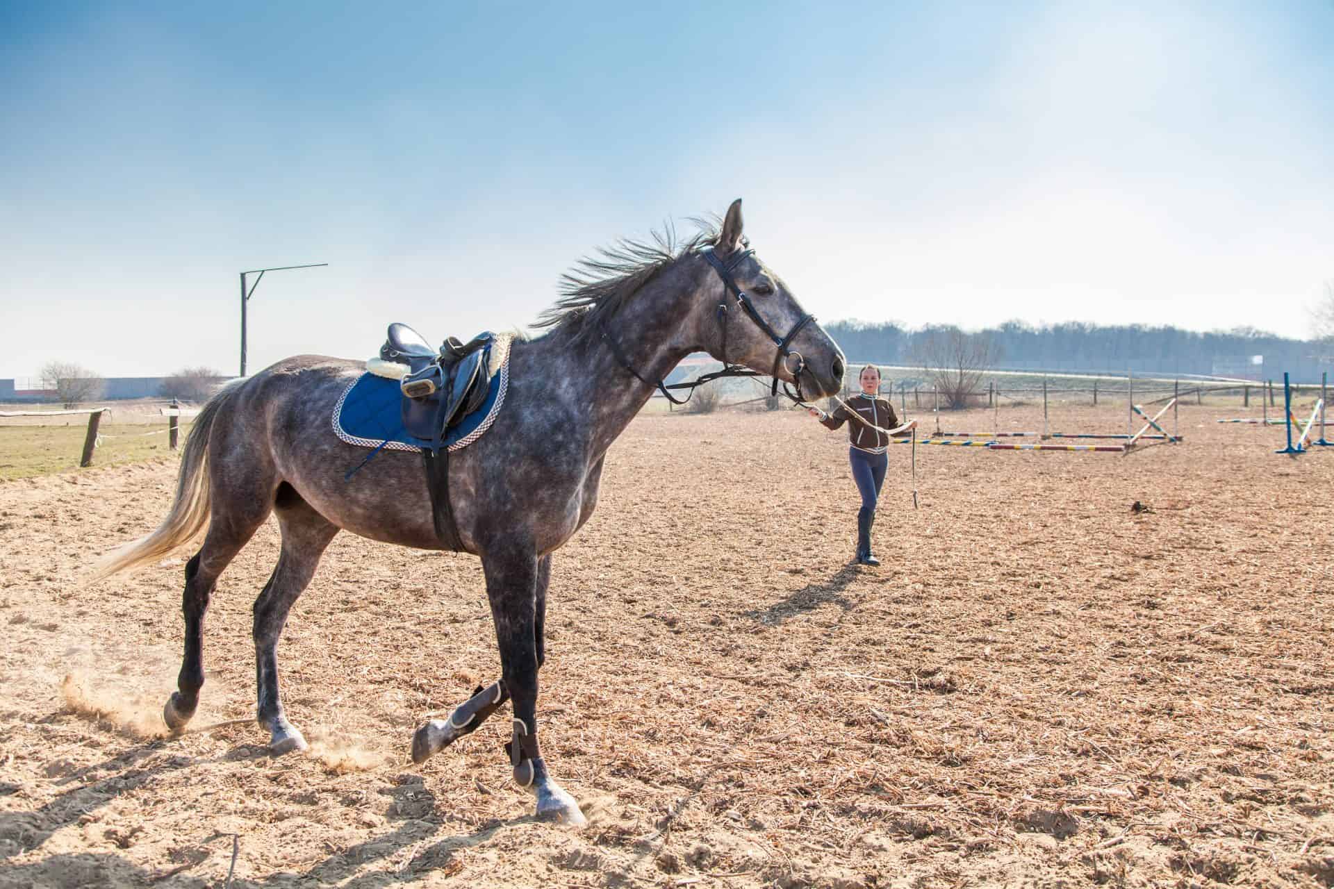 7 Things To Consider When Budgeting To Keep A Horse