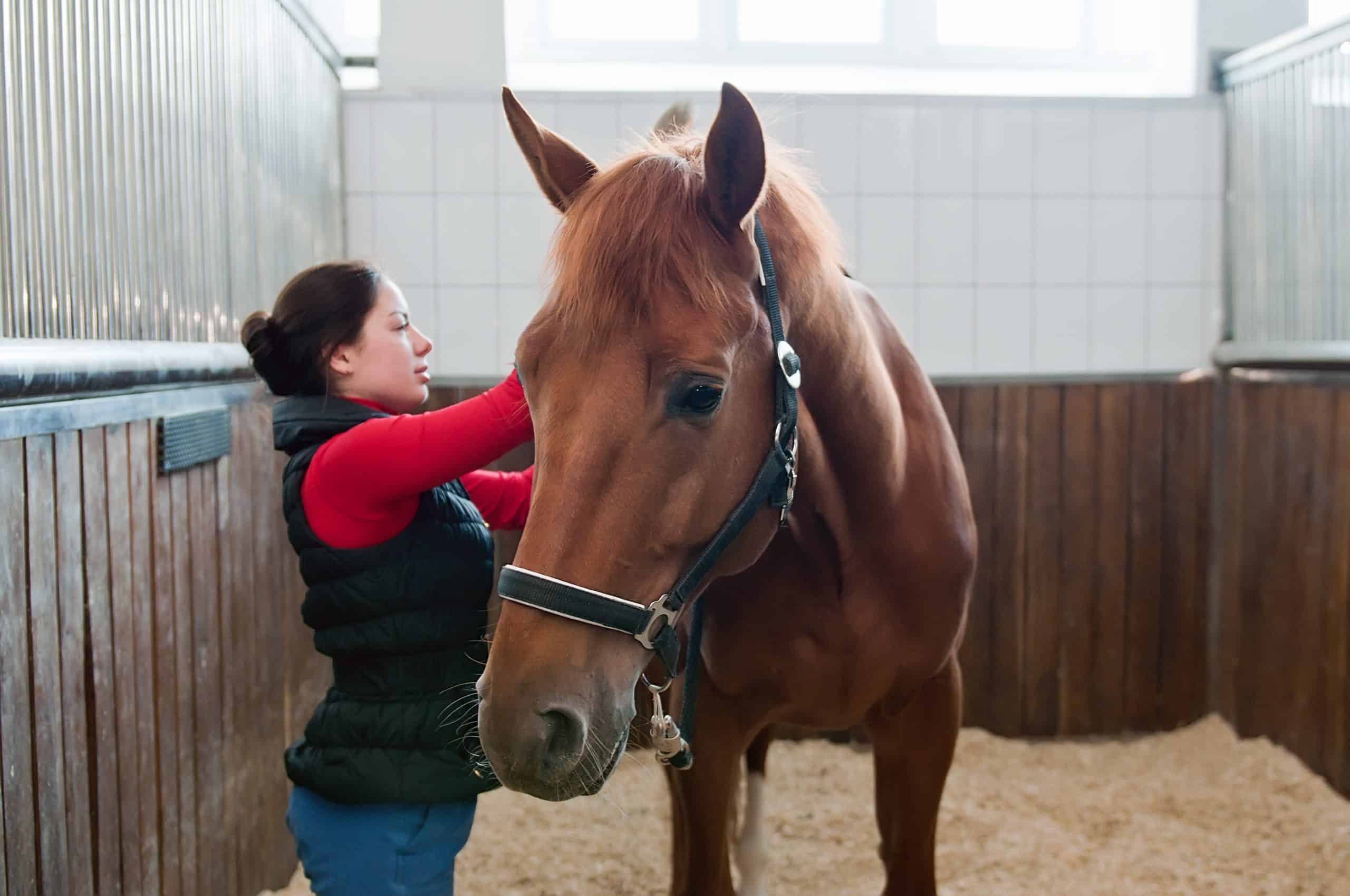 8 Great Horse Jobs To Pay The Bills And Follow Your Passion