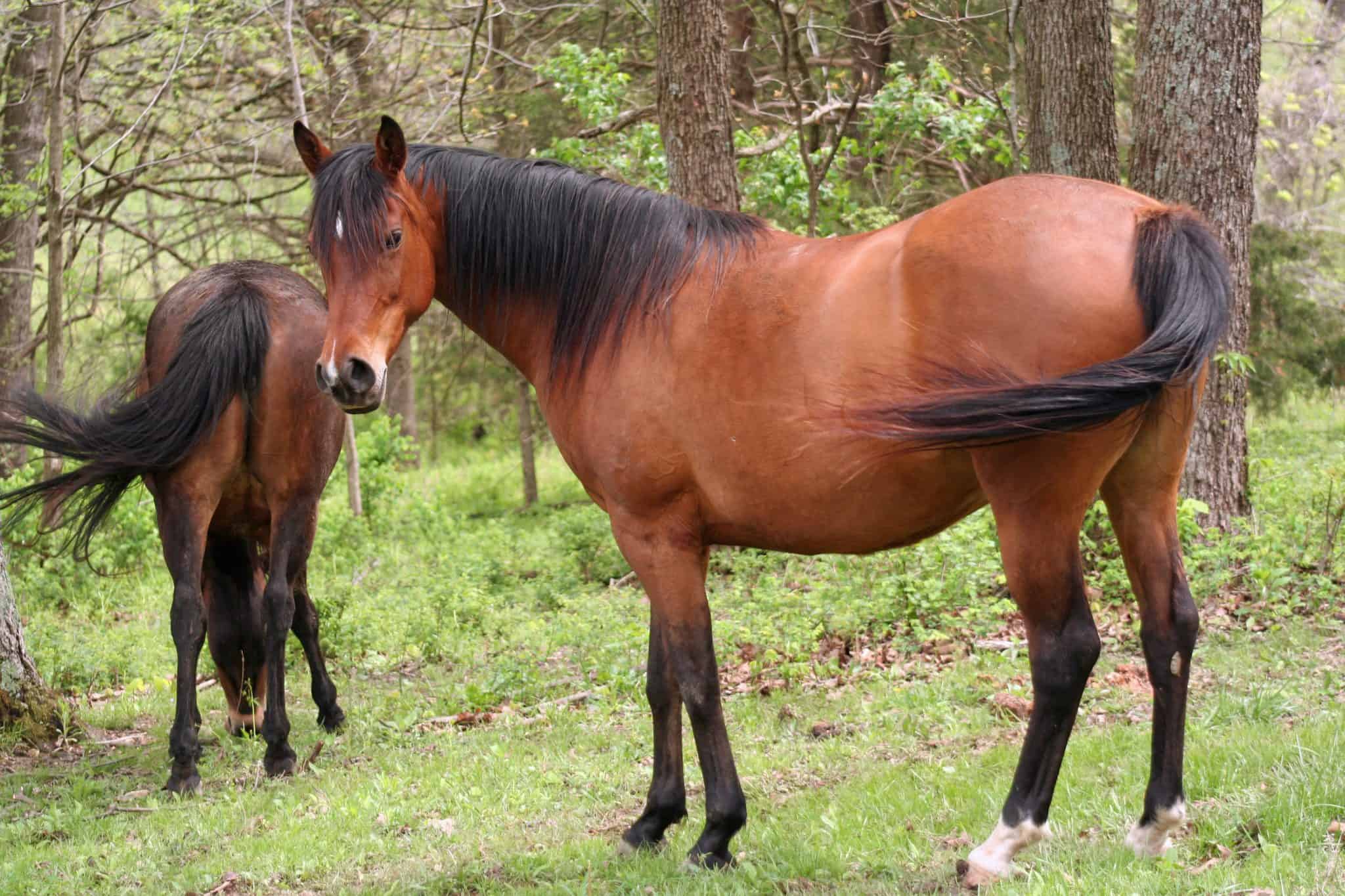 8 Fascinating Facts About The Quarter Horse