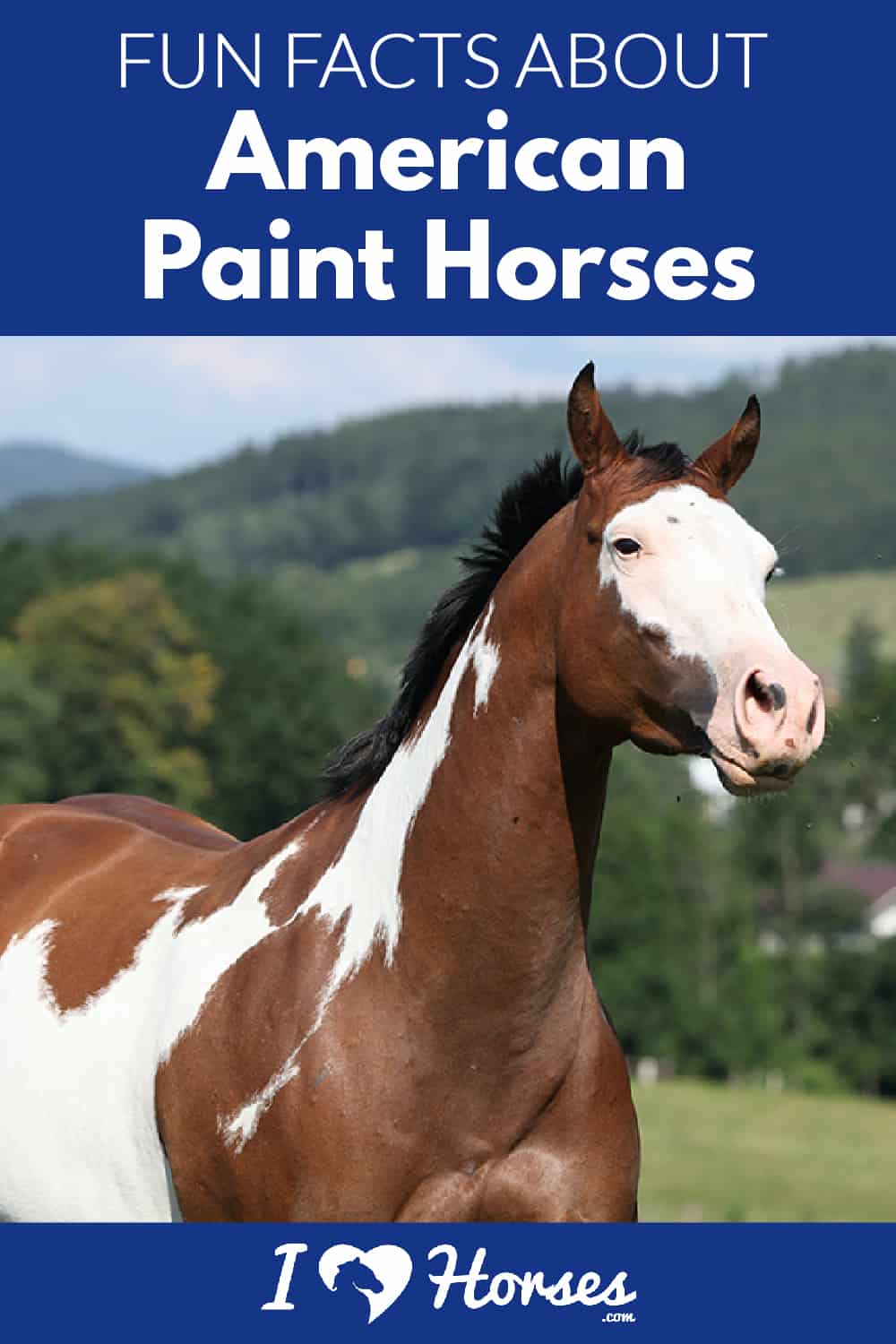 american paint horses