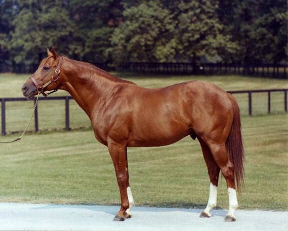 Historical Footage Watch 12 Year Old Secretariat Run Like A Colt   Secretariat At Stud 