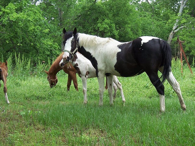 8 Things You Didnâ€™t Know About The Paint Horse