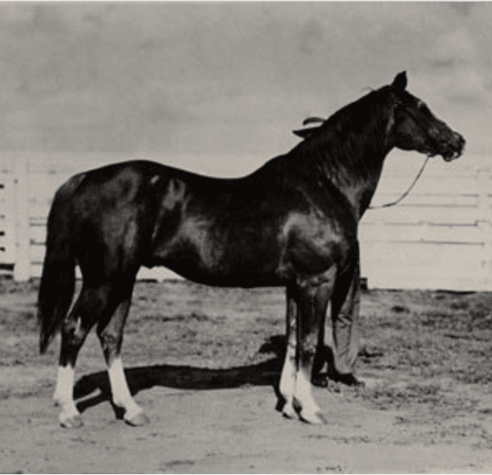 qh4 joe reed