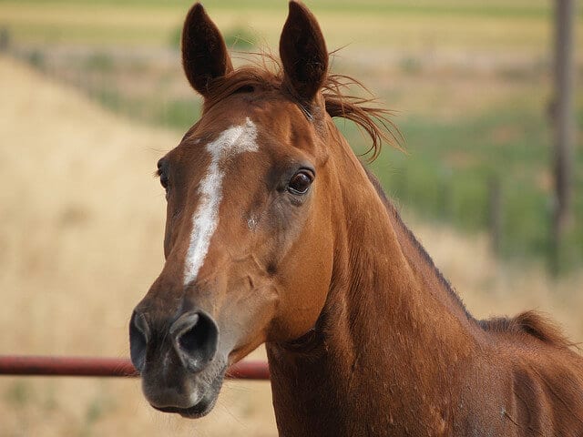 7-ways-to-calm-a-nervous-horse