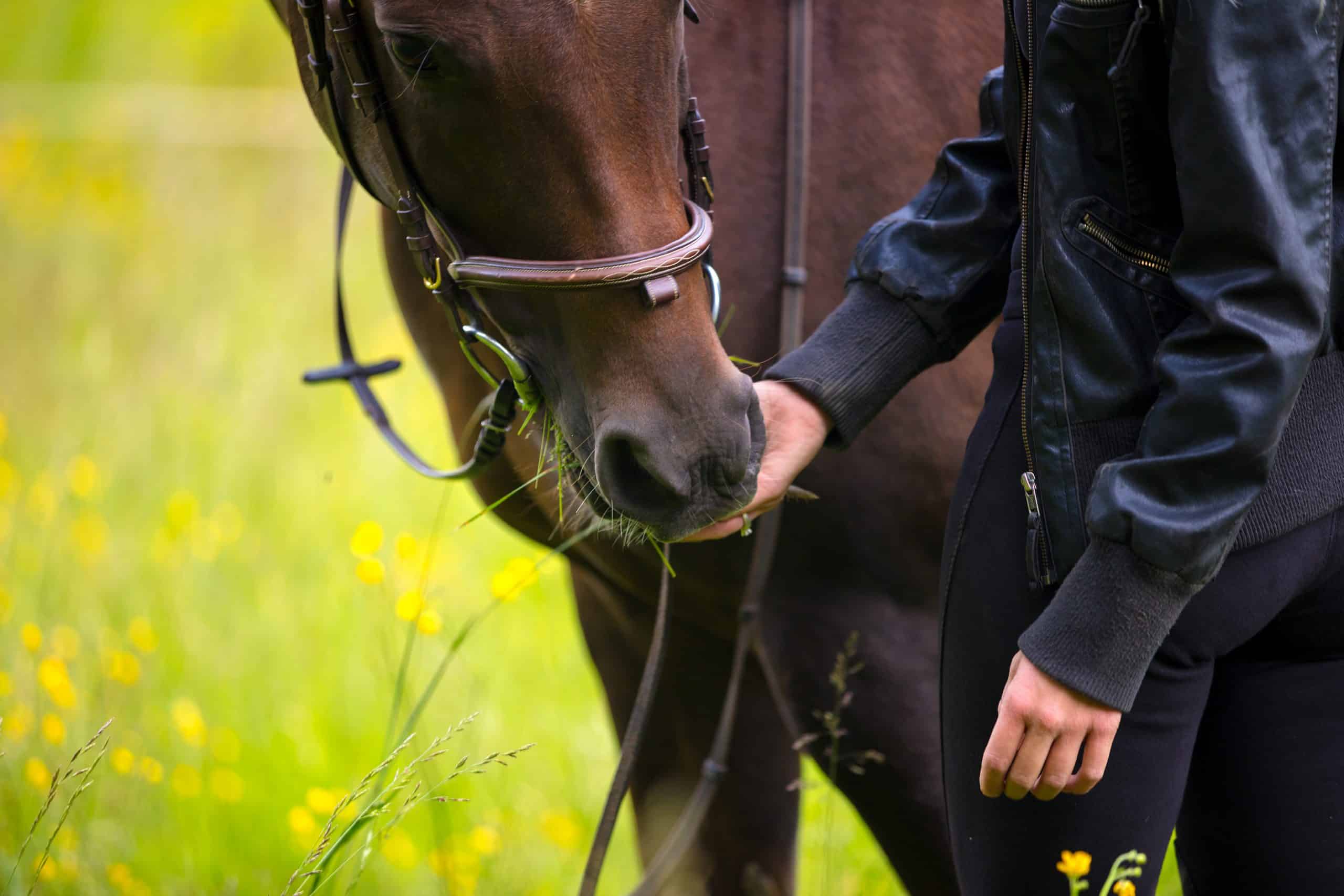 horse bonding