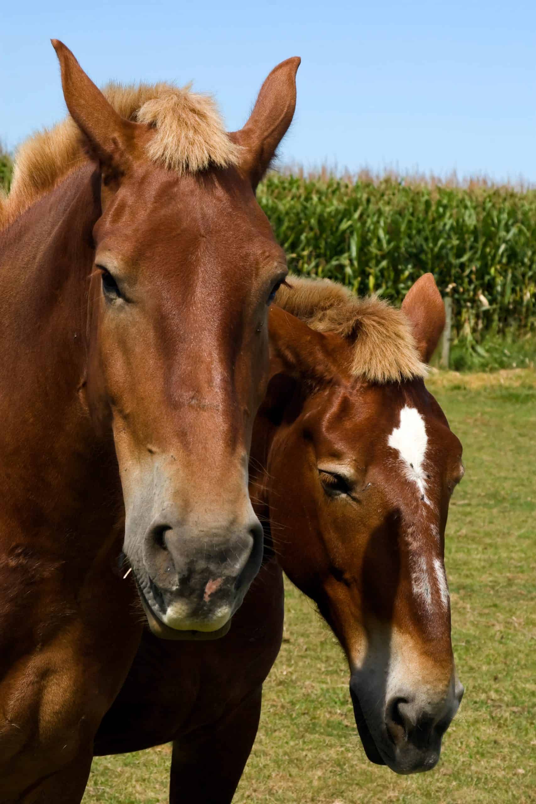 Two morgan horses on an Amish farm.