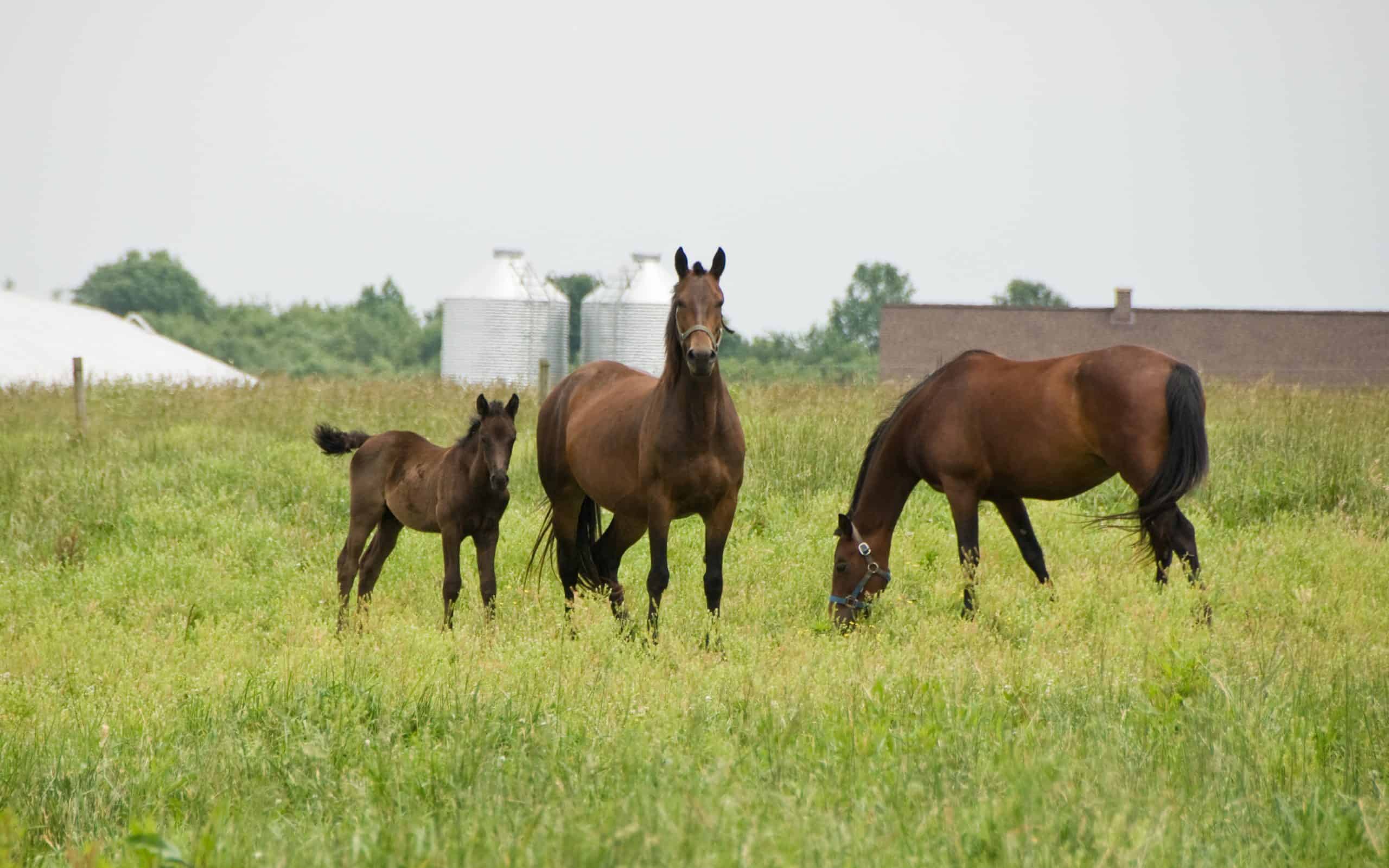 3 Morgan horses, including a mare and her colt, in a field