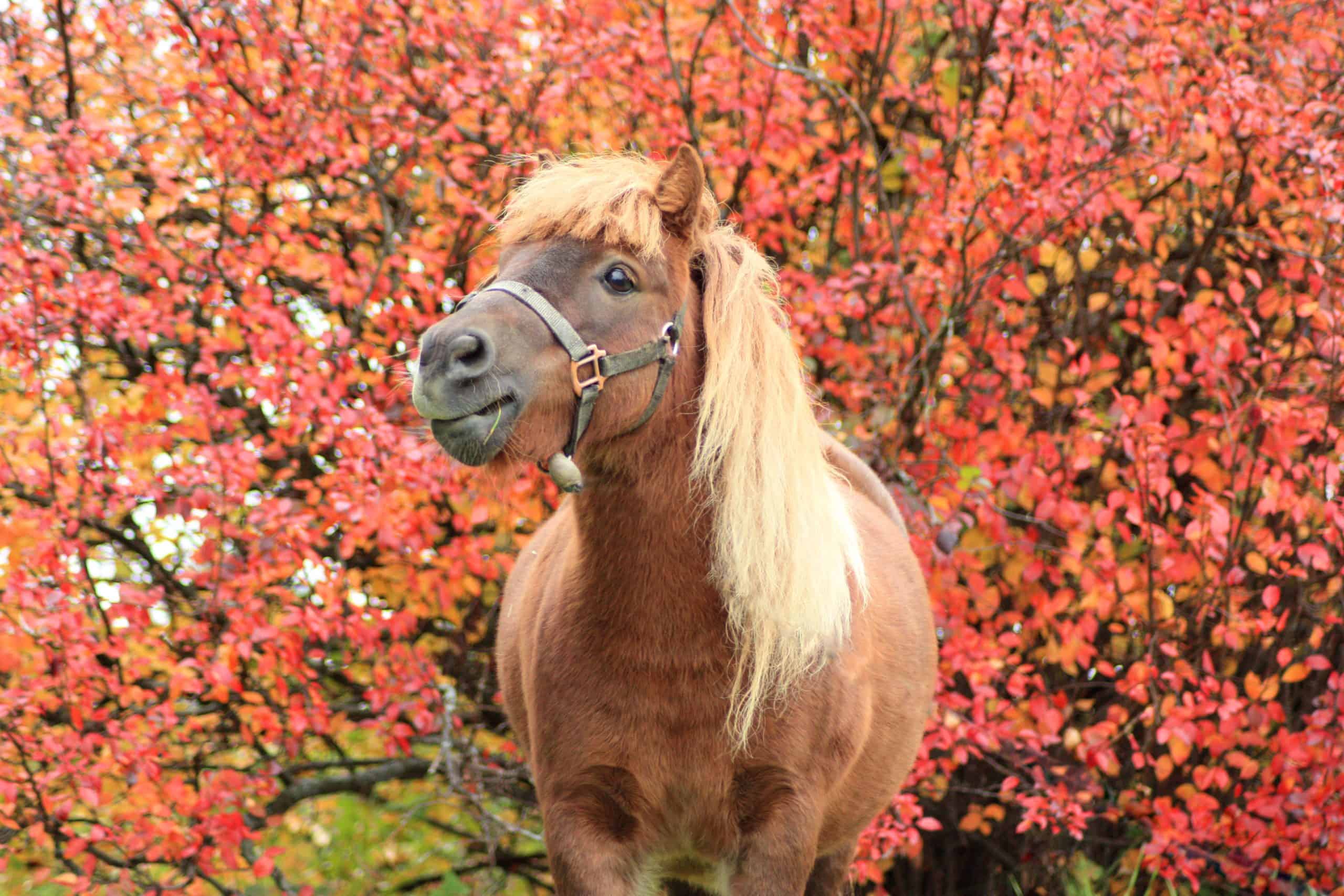 Cute pony portrait in autumn time