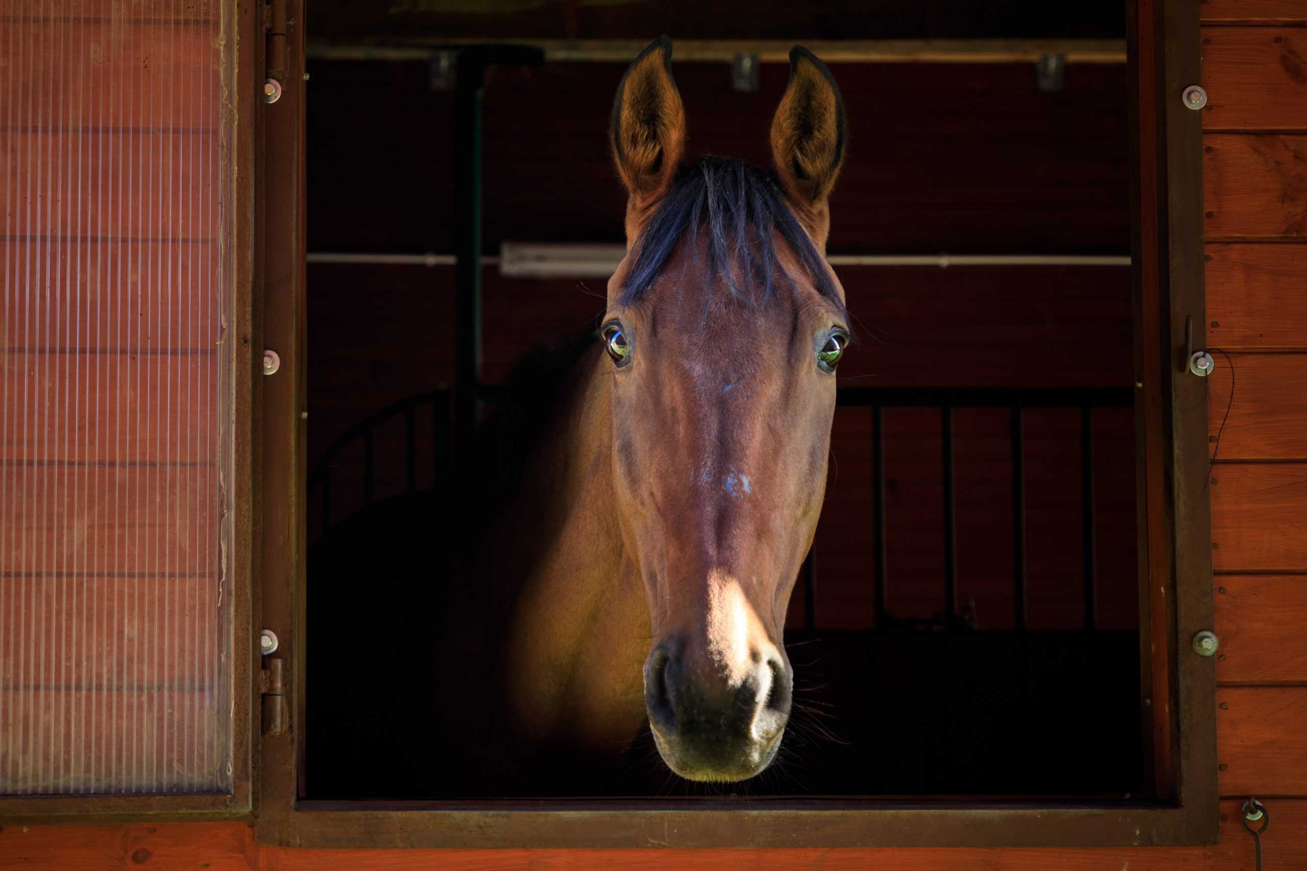 Portrait of the horse in a stall