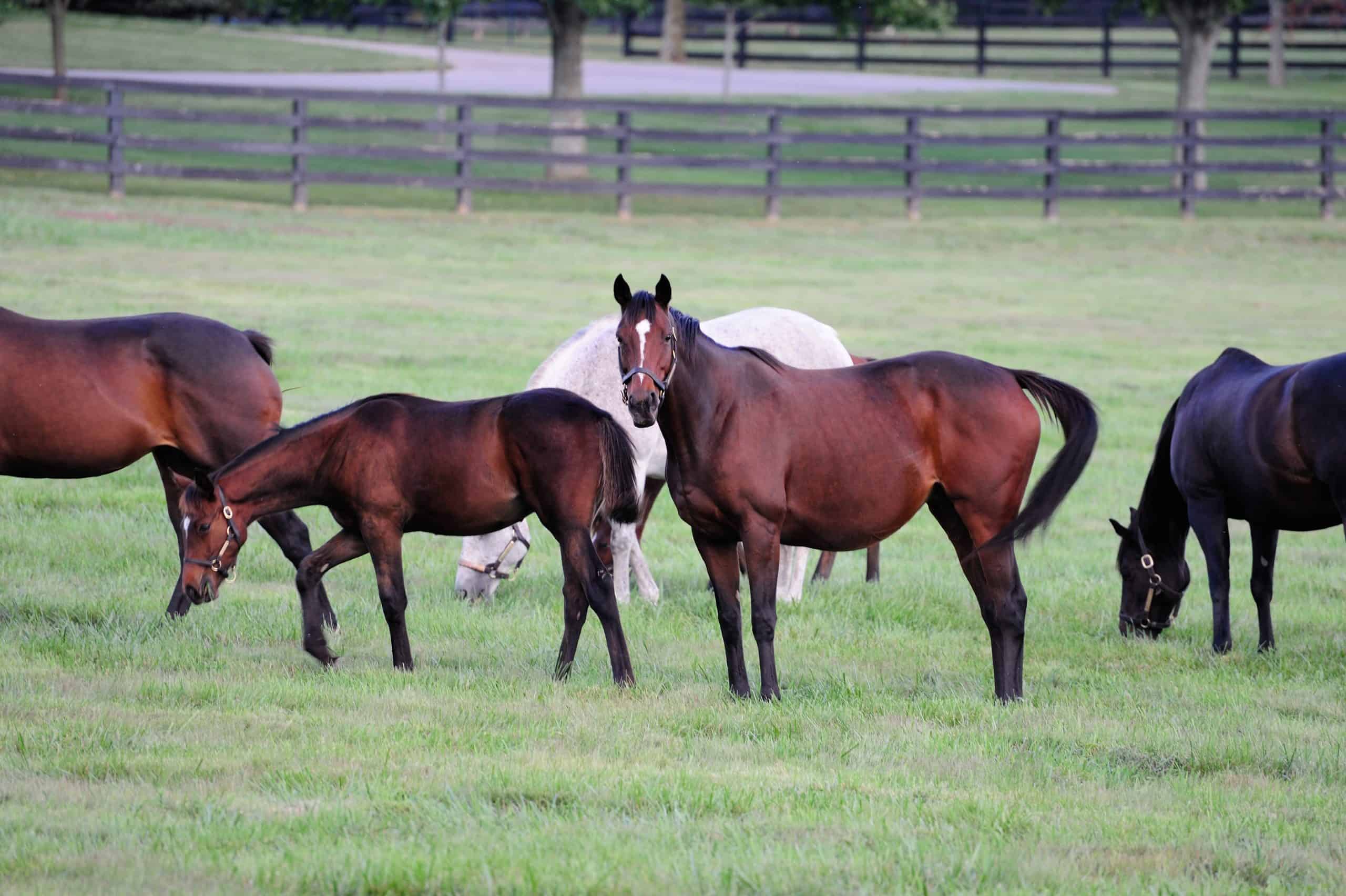horses on a horse farm in Kentucky (USA)