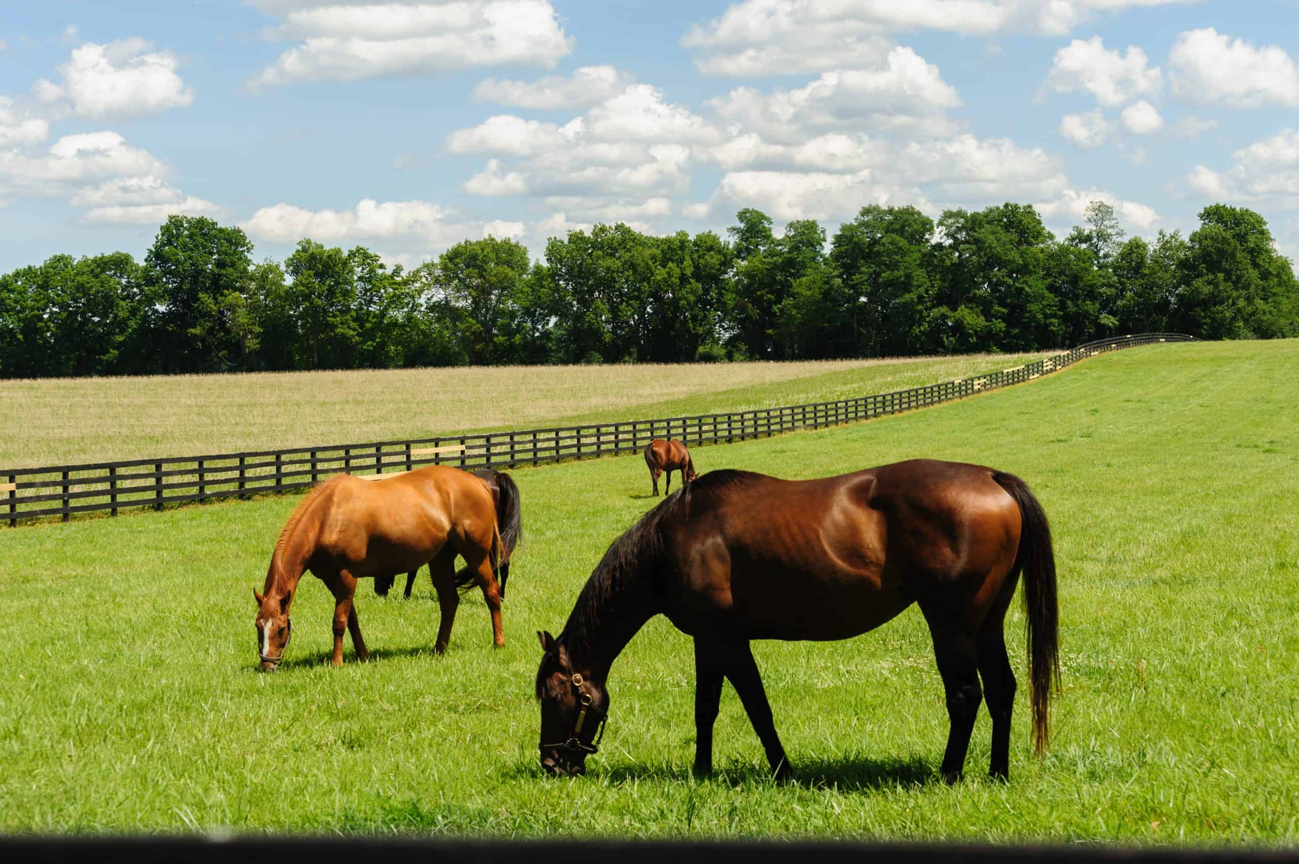 Thoroughbred horses grazing on a Kentucky horse farm