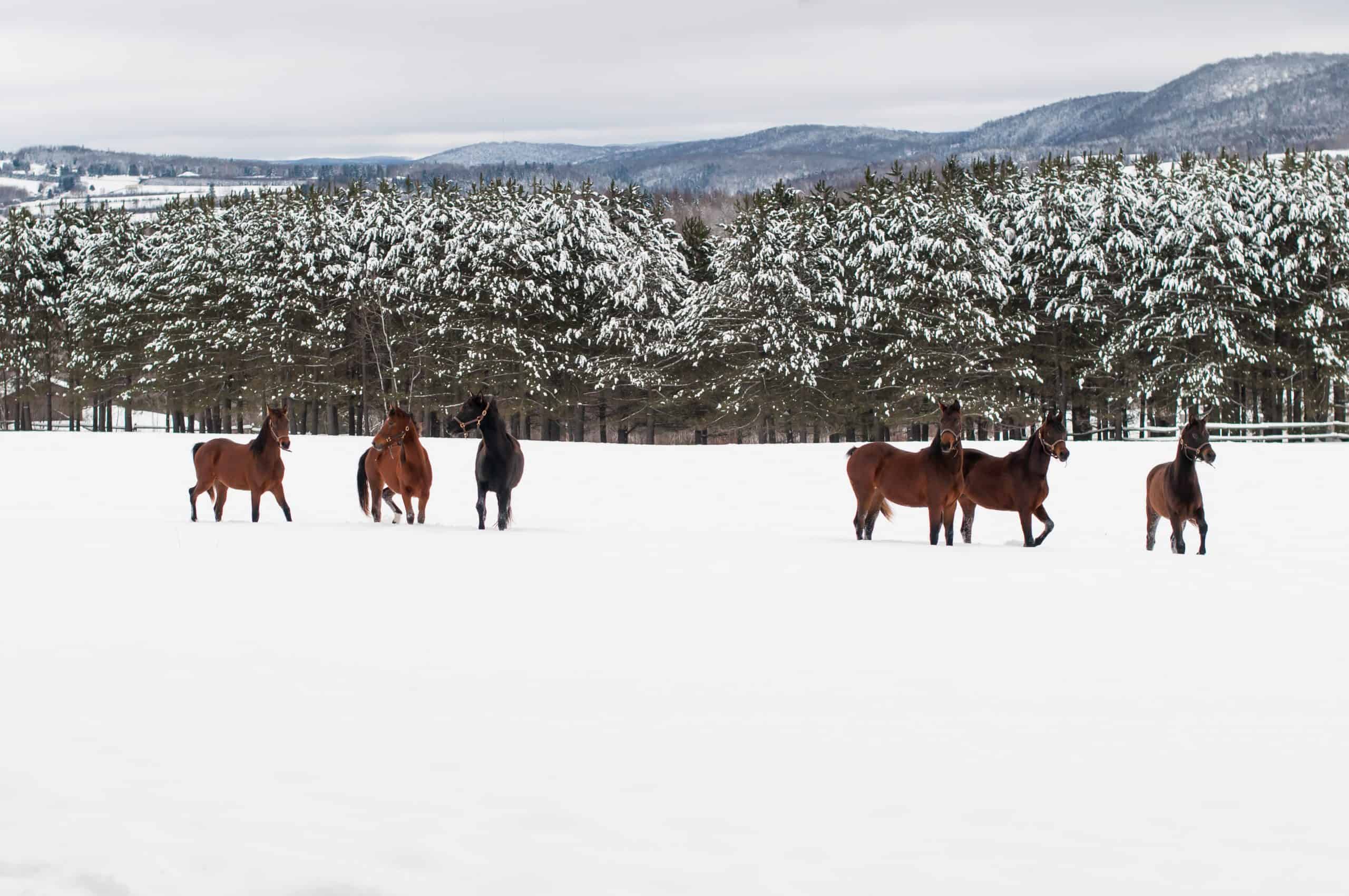 Group of Morgan horses in winter. Tall pine trees in the background and mountain range. Brown and black horses standing near a fence on a country farm. Bright white snow on the ground and cloudy skies. Christmas season, holidays, equine photography. Horizontal orientation.