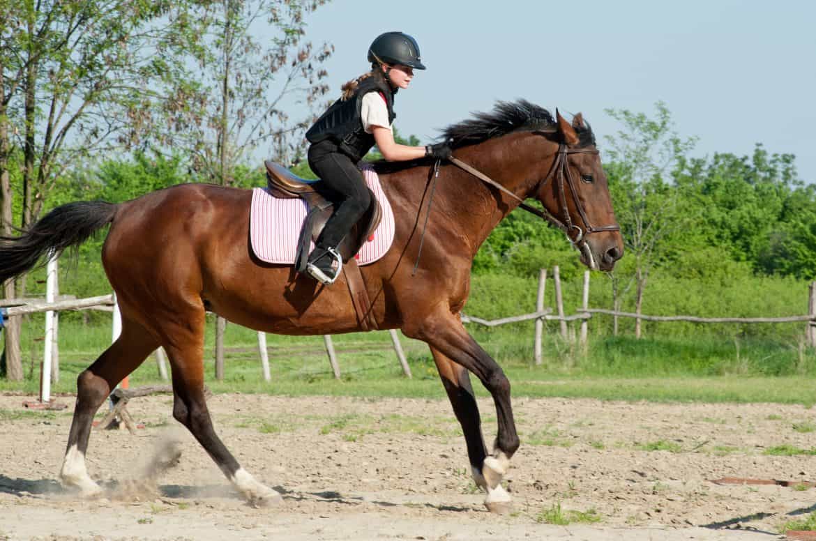 8 Reasons Why You Should Own A Horse