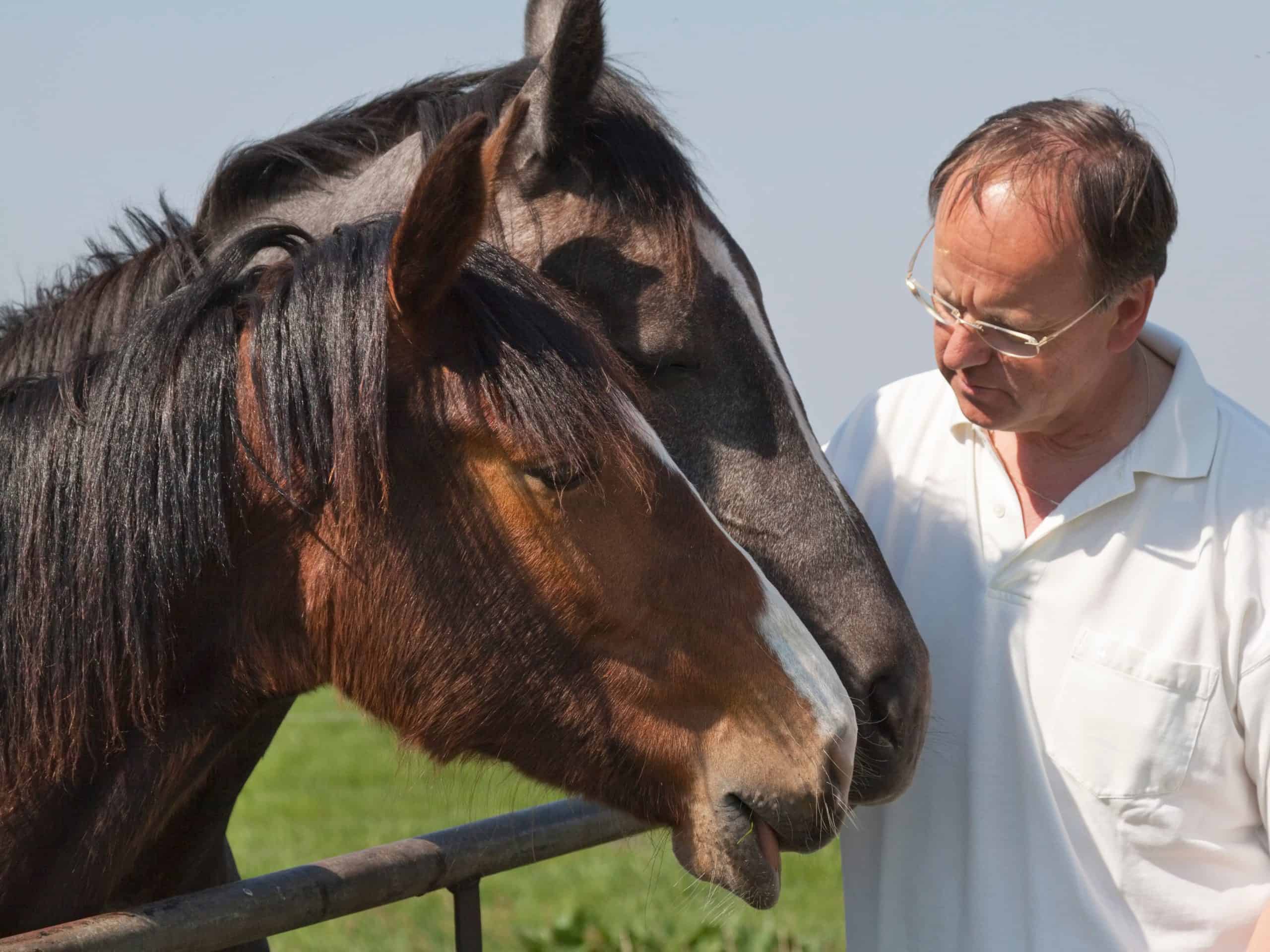 close-up of a man talking to two horses - for more horses calm a nervous horse