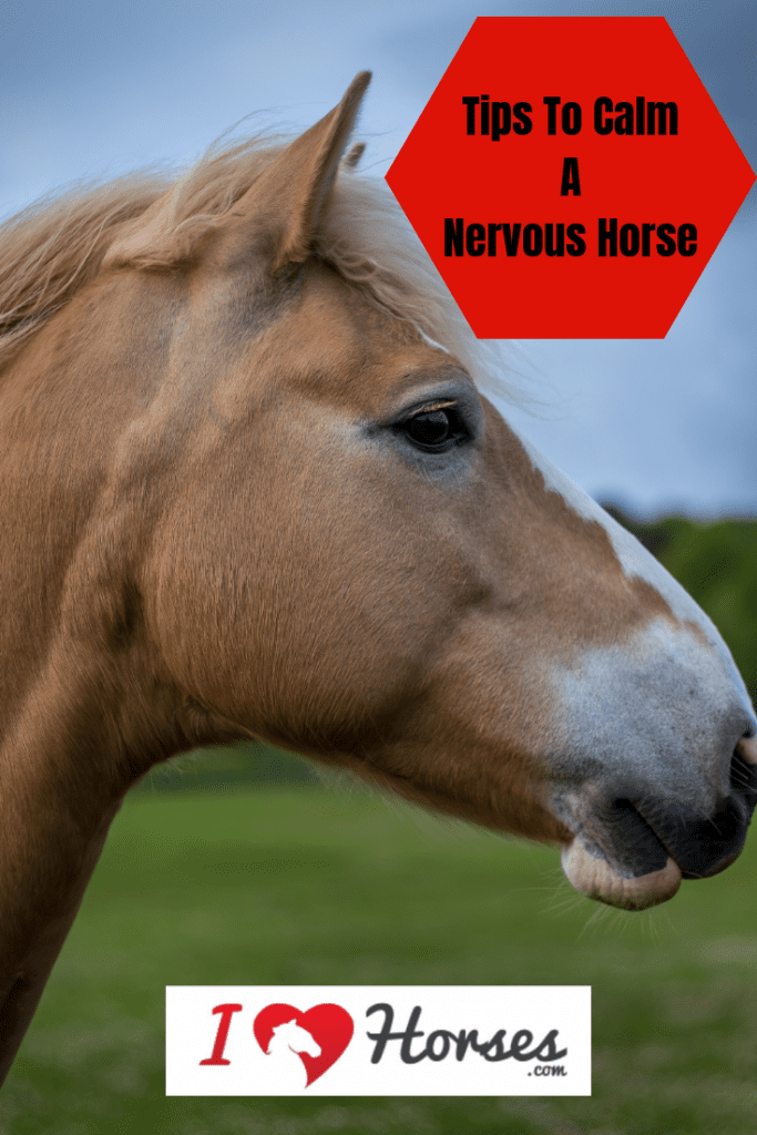 7 Ways To Calm A Nervous Horse
