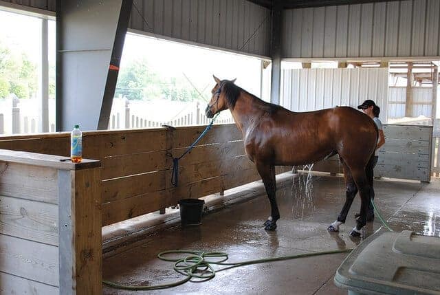 shedding season tips and tricks