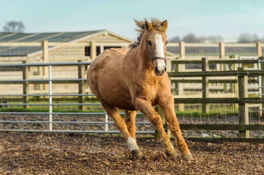 7-horses-that-lived-remarkably-long-lives