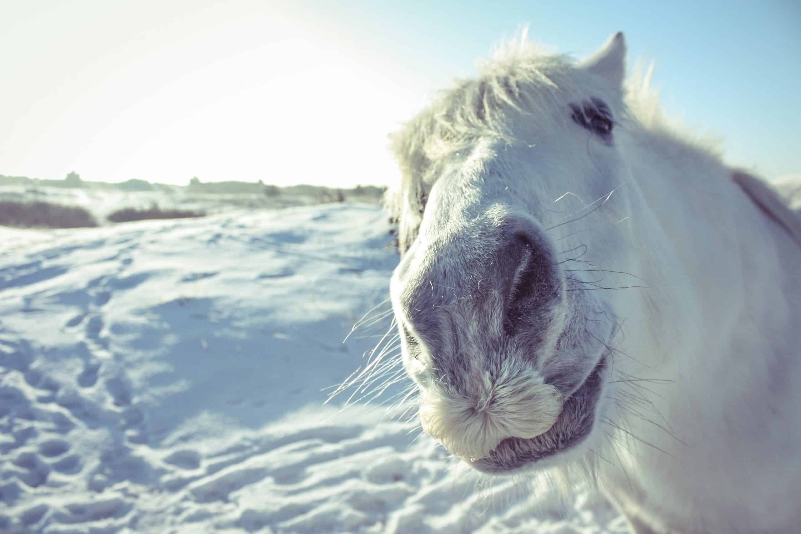 Curious white horse looking in the camera on a snow field in Dutch winter time.